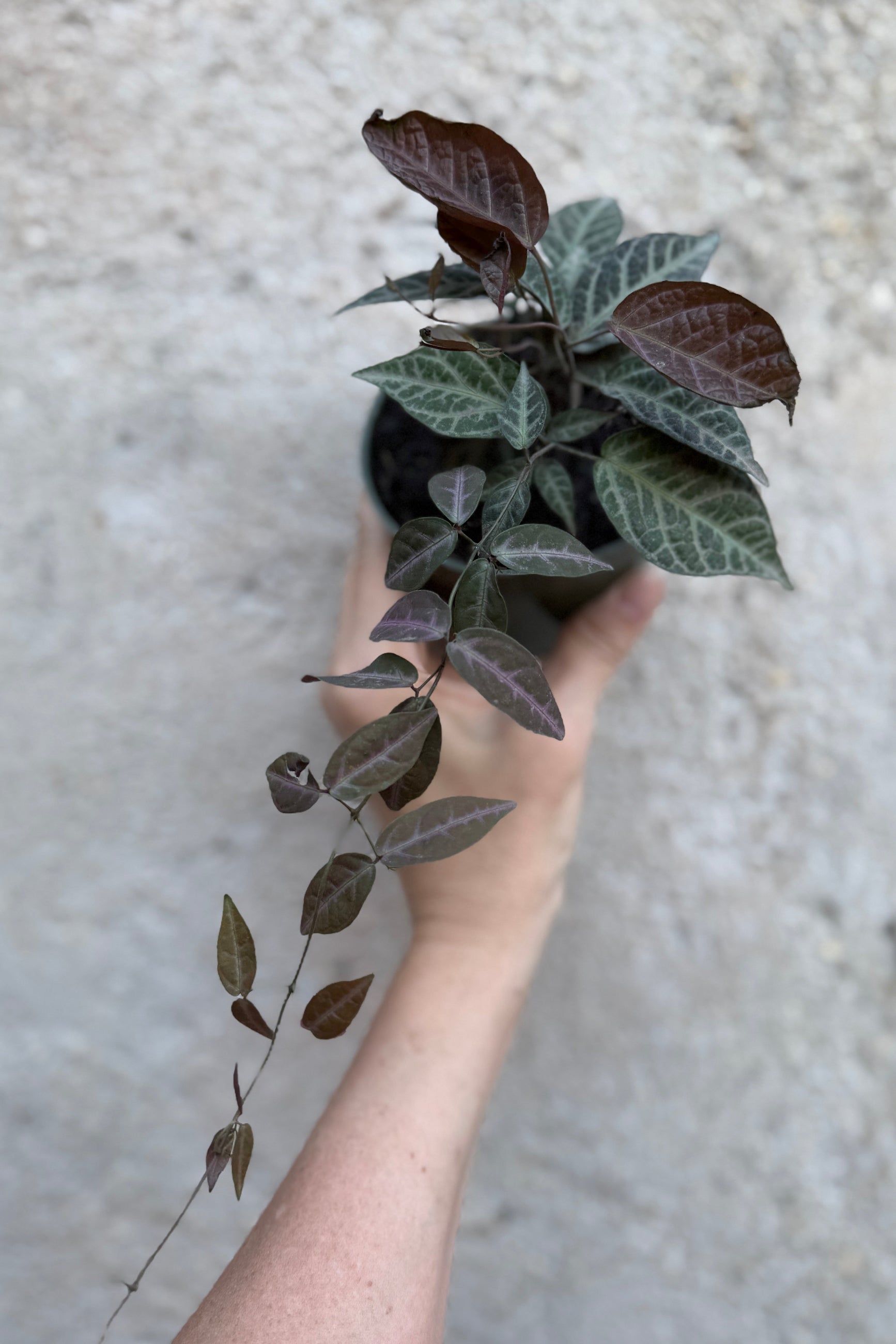 Bignonia argyro violacea in a 4" growers pot being held in hand against a concrete wall ©Sprout Home