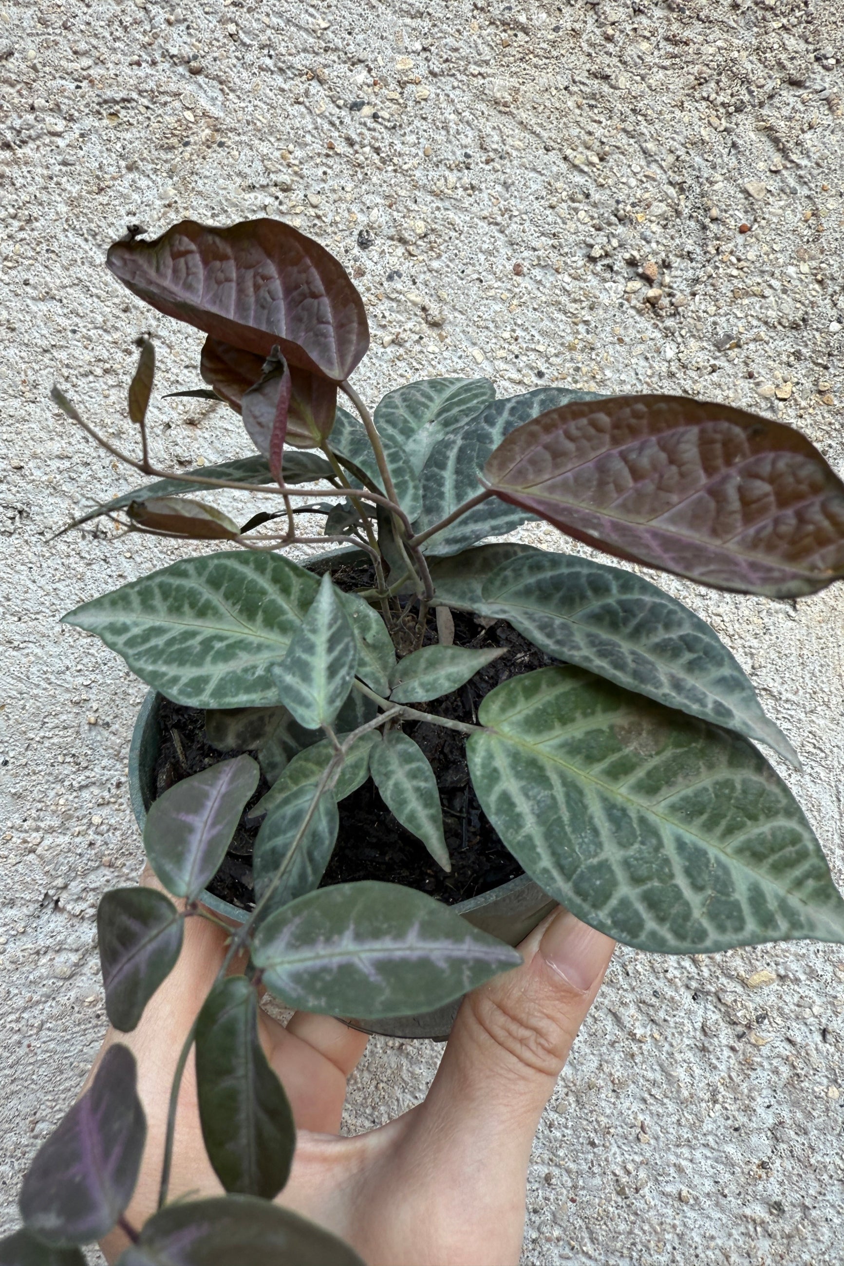 Bignonia argyro violacea in a 4" growers pot being held in hand against a concrete wall ©Sprout Home