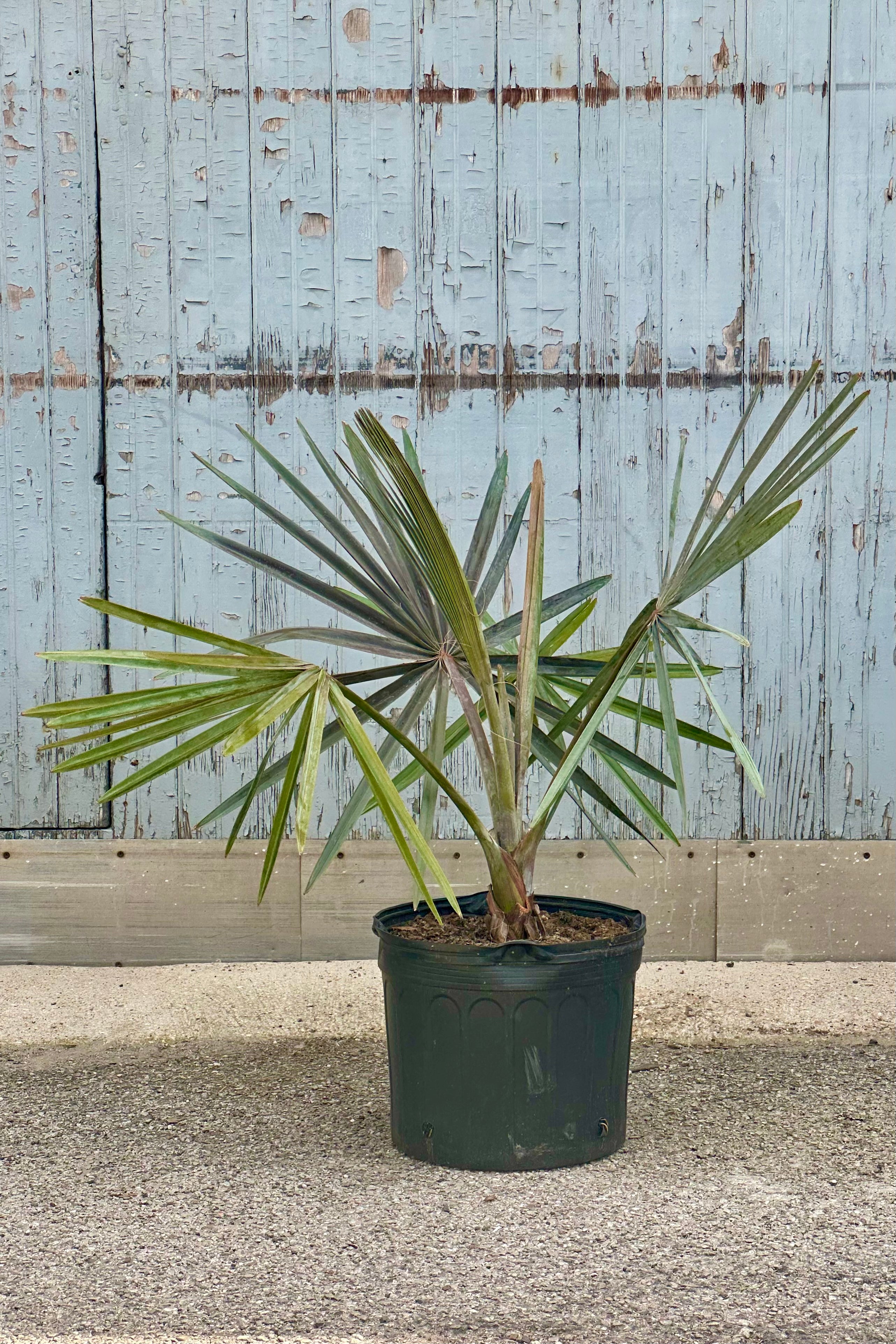 Bismarkia nobilis in a 14" growers po against a gray blue wood wall.