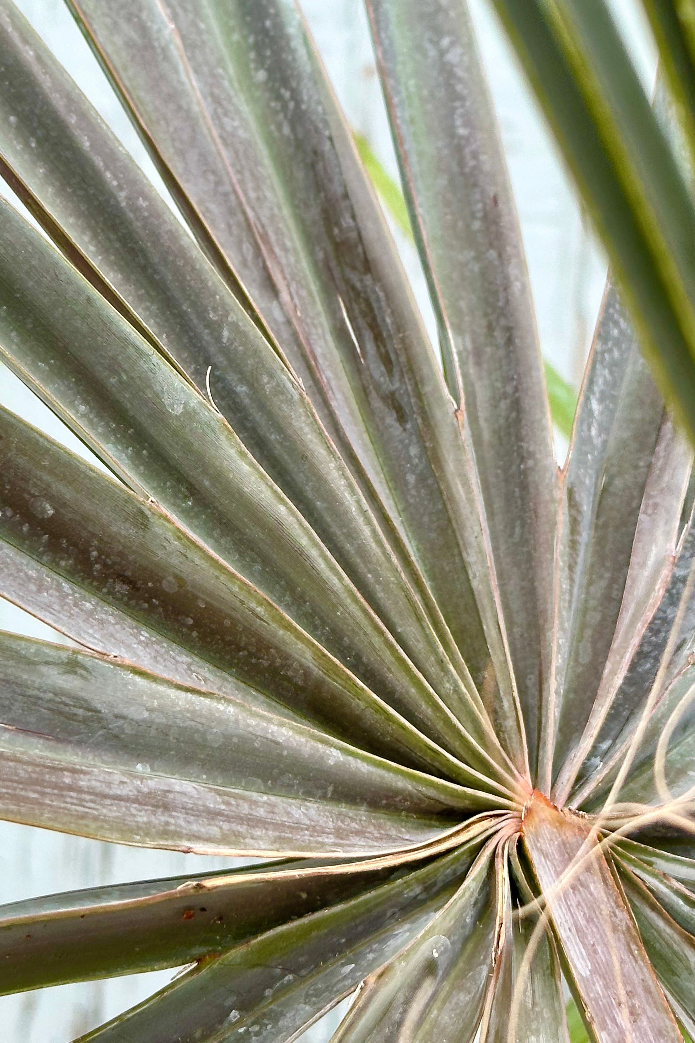 The Bismarkia nobles fan palm detail showing the center of the leaf.