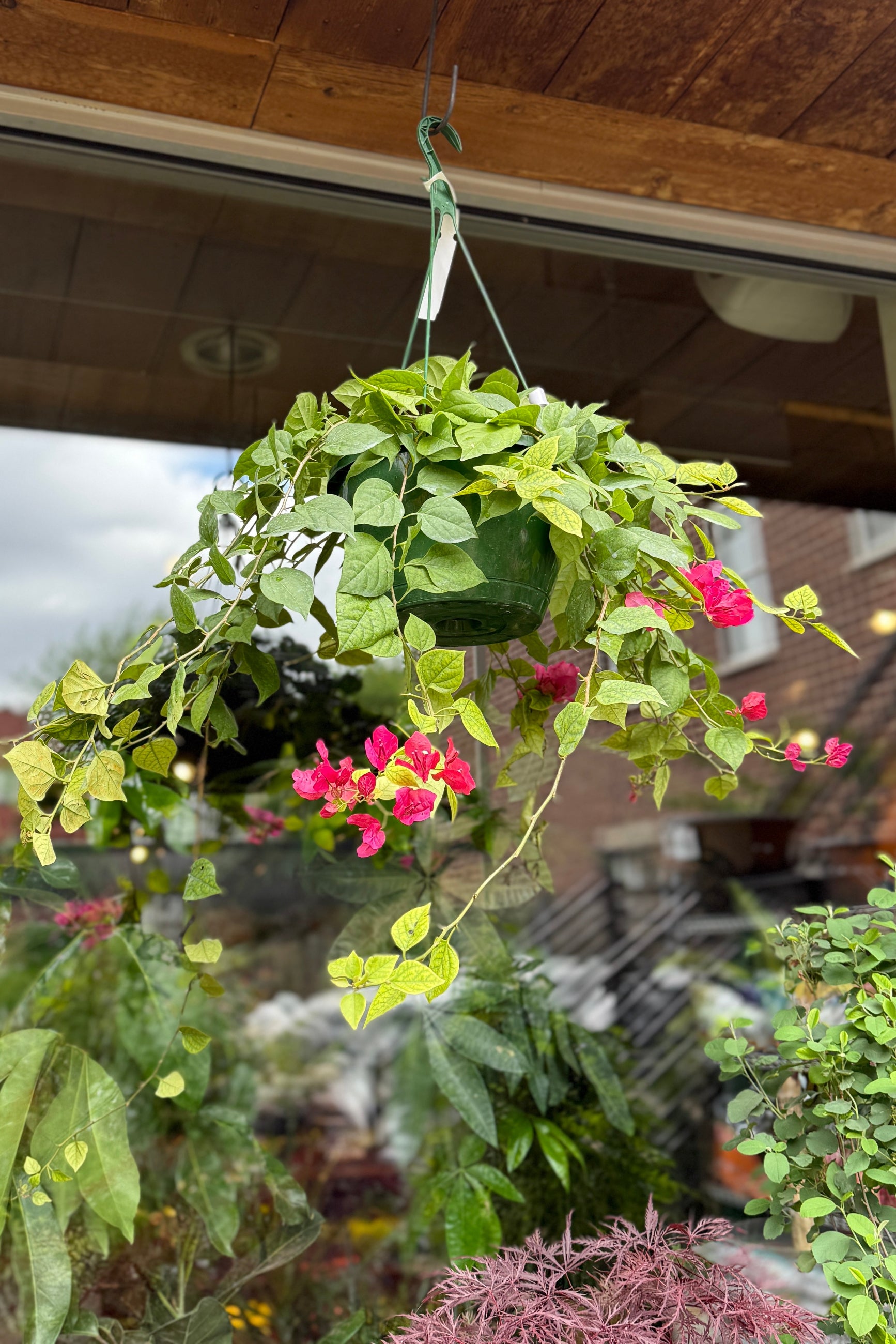Bougainvillea in a hanging 10" growers pot with pink flowersl in May ©Sprout Home