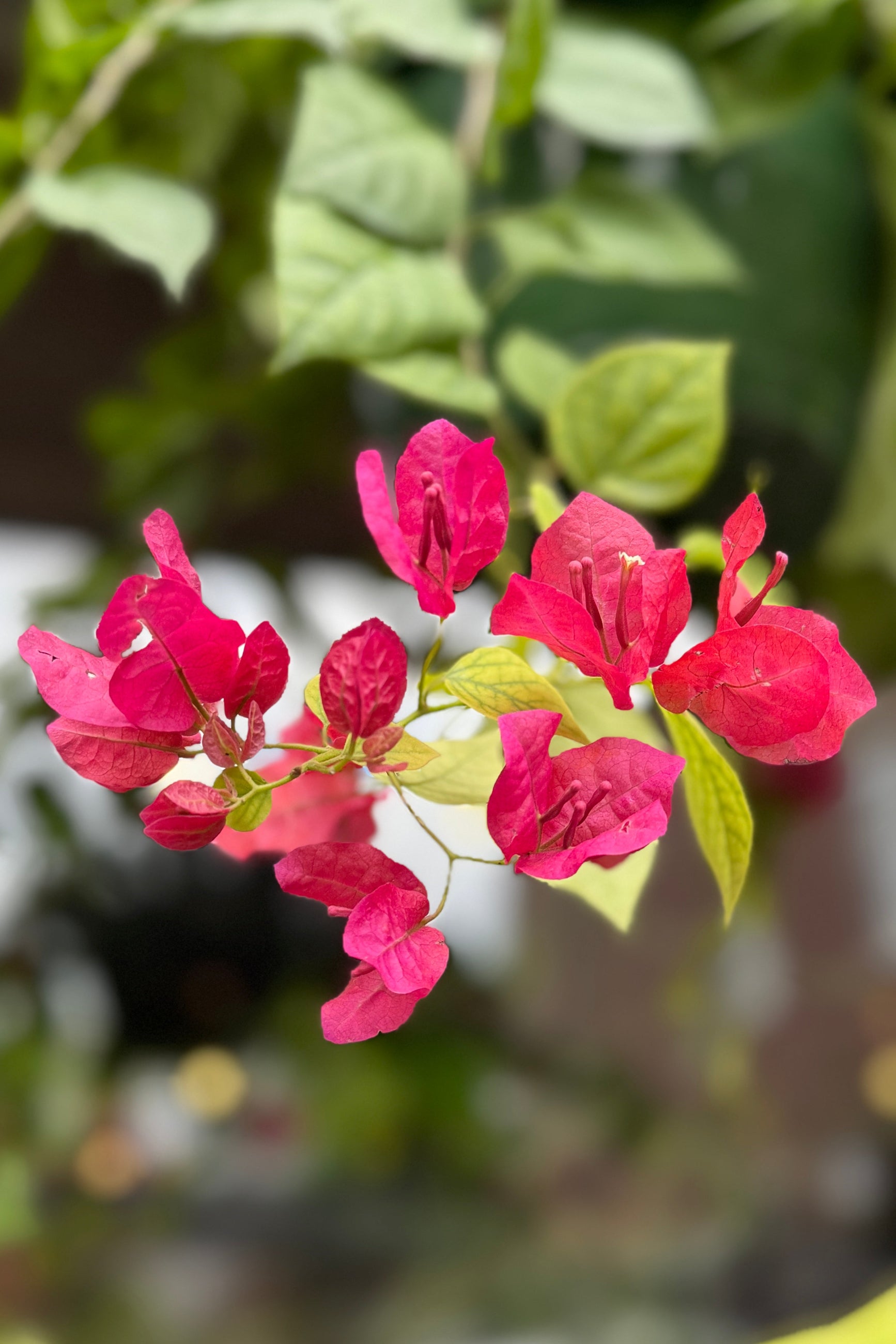 Bougainvillea pink flower detail in May ©Sprout Home