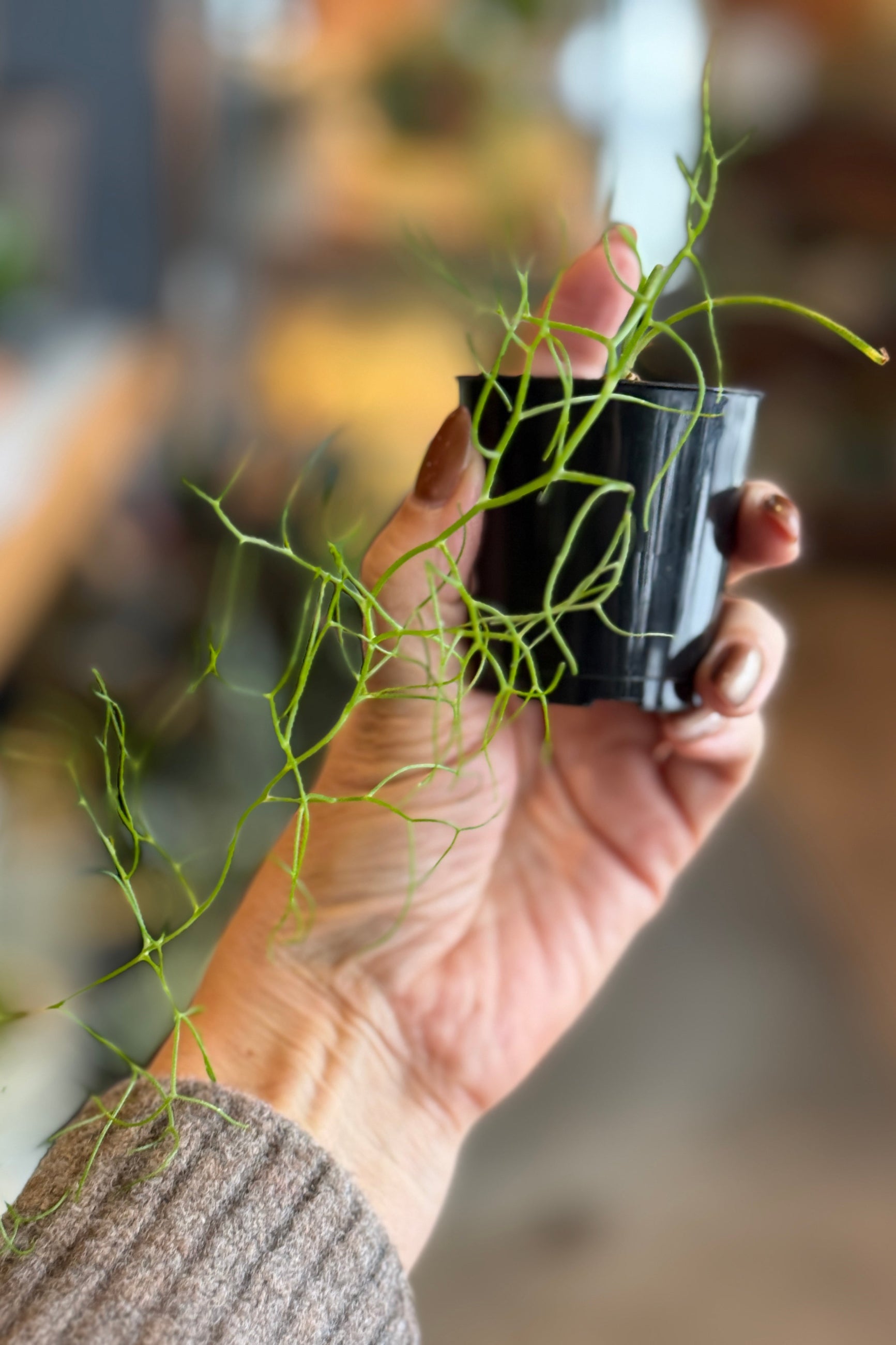 Hand holding a small climbing onion potted plant with a blurred background ©Sprout Home