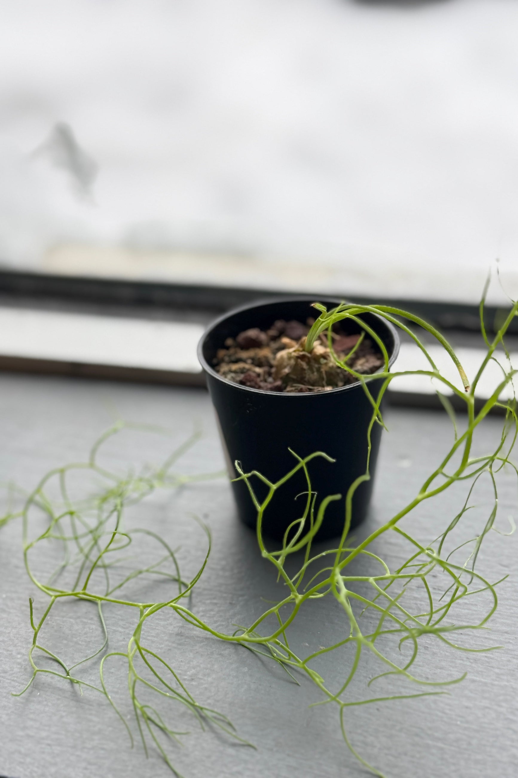 Small potted Bowiea volubilis plant on a gray surface with a blurred background ©Sprout Home