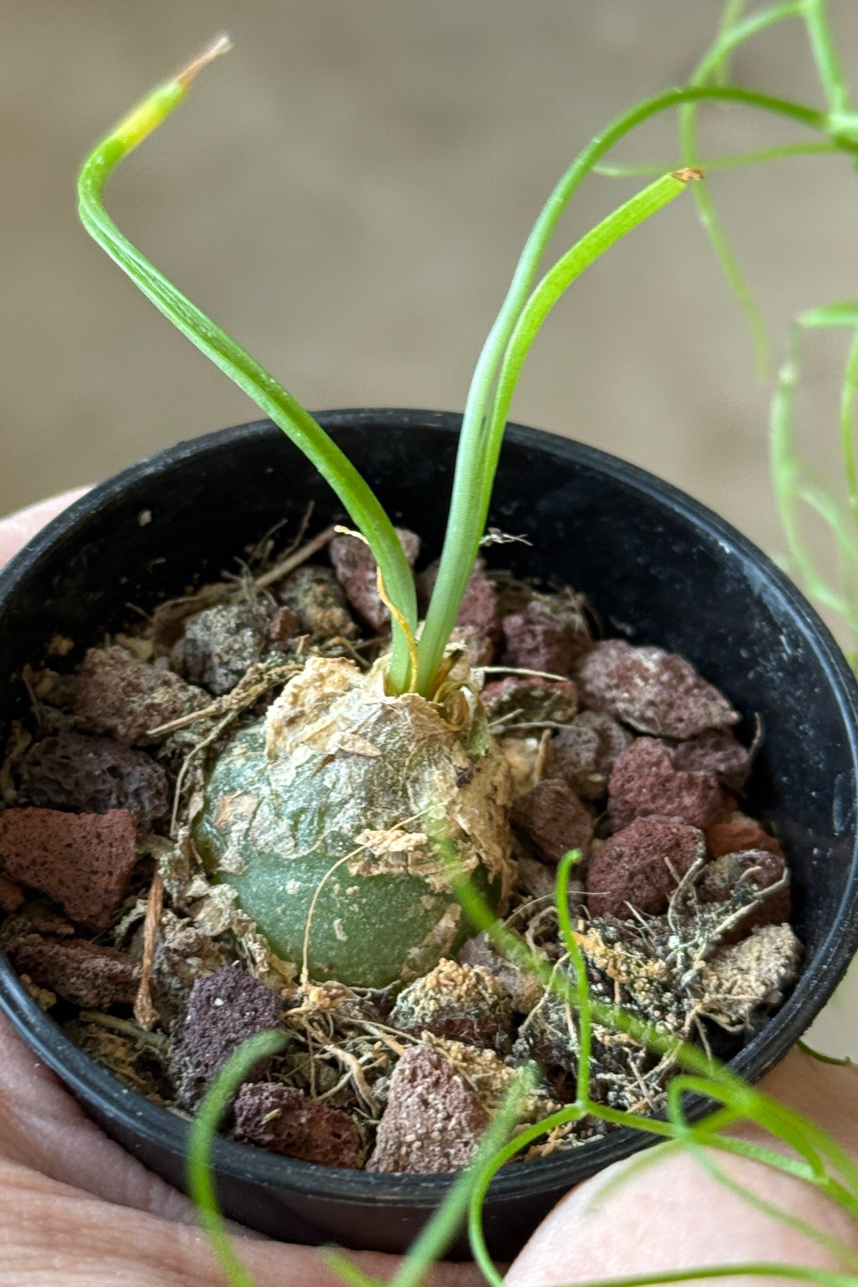 Small potted climbing onion plant with green leaves and a bulbous base held by a person. ©Sprout Home