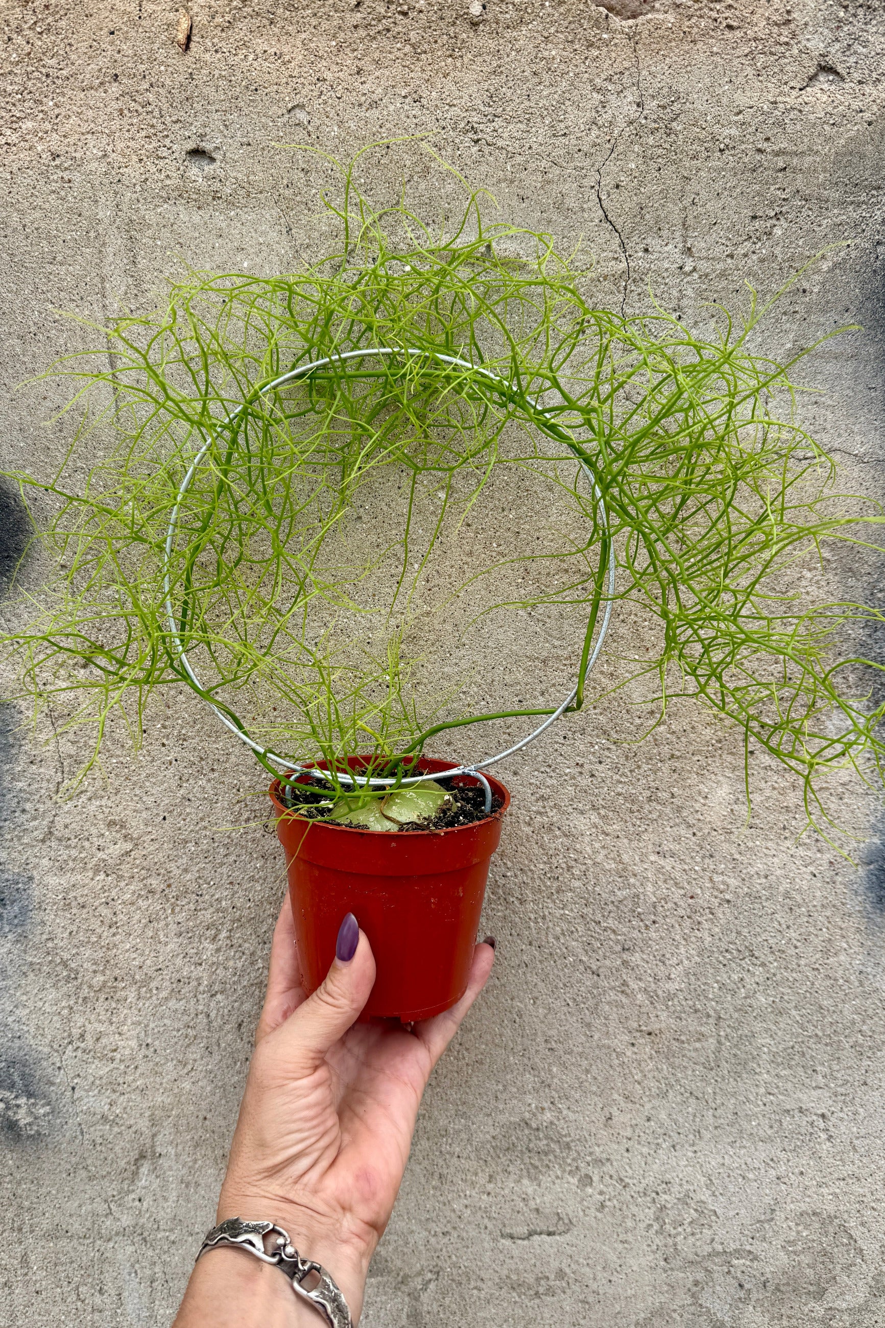 Hand holding a Bowiea volubilis "Vining Onion" plant in a 4" growers pot against a concrete wall ©Sprout Home