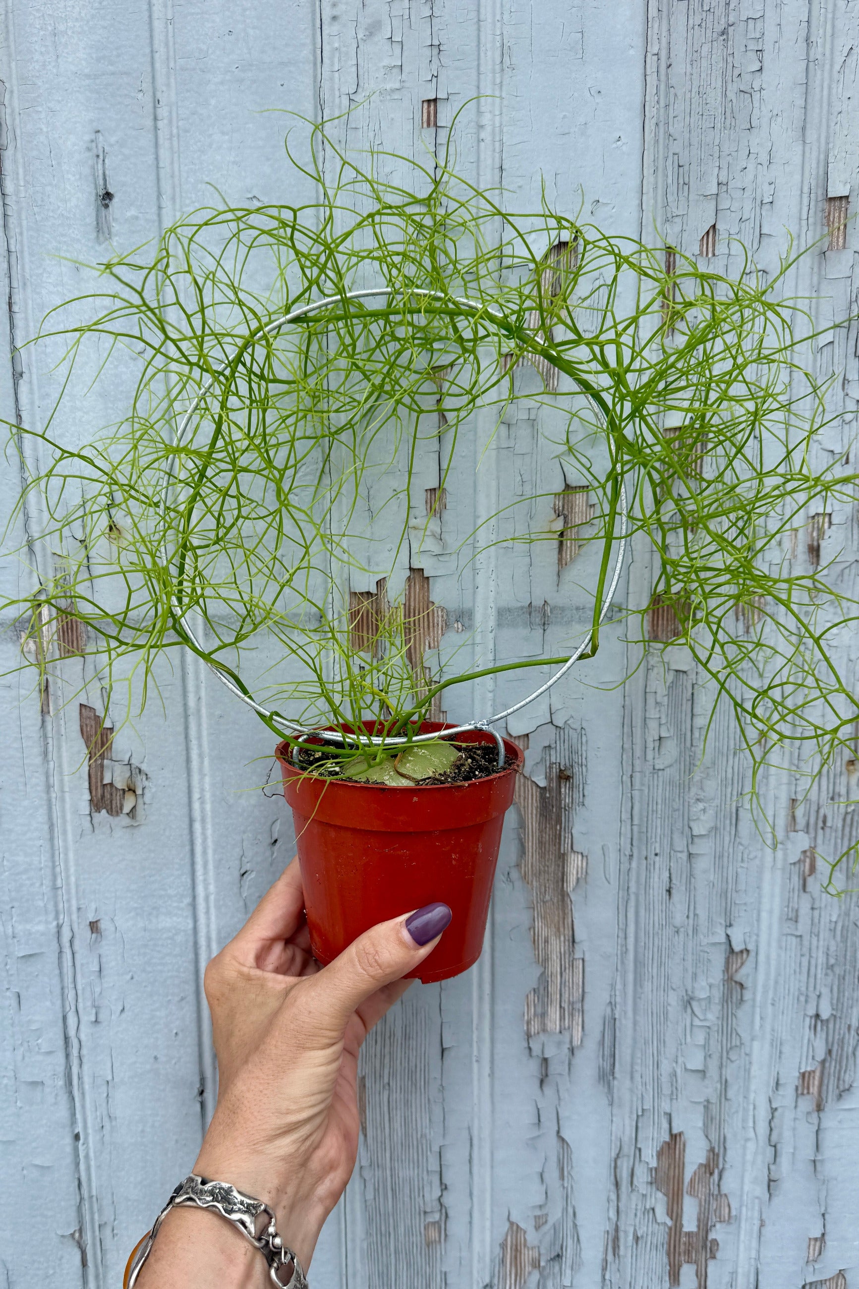 Hand holding a Bowiea volubilis "Vining Onion" in a 4" growers pot against a wooden background ©Sprout Home