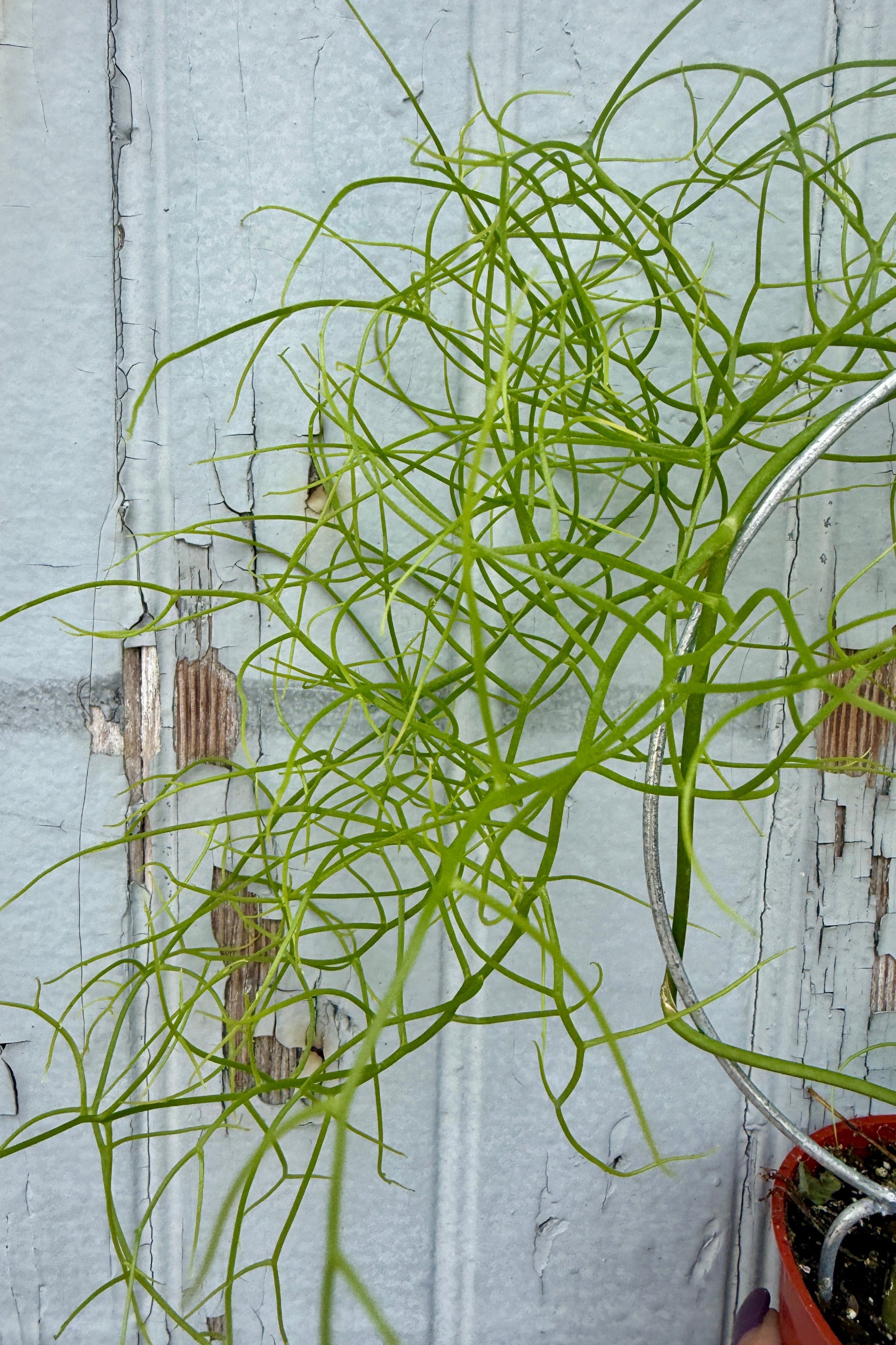 Bowiea volubilis "Vining Onion" leaves against a textured light blue wall. ©Sprout Home