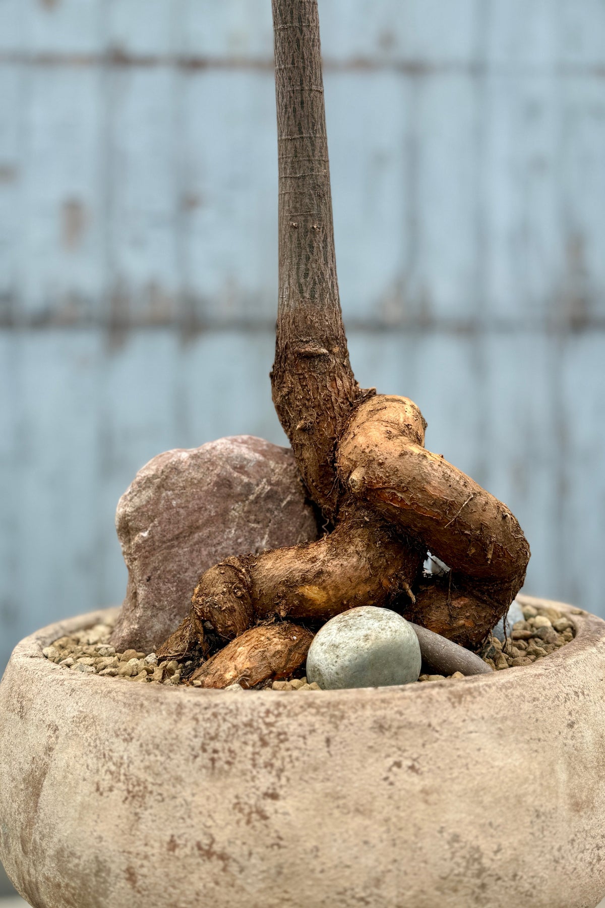 Brachychiton rupestris in Clay Bowl detail ©Sprout Home