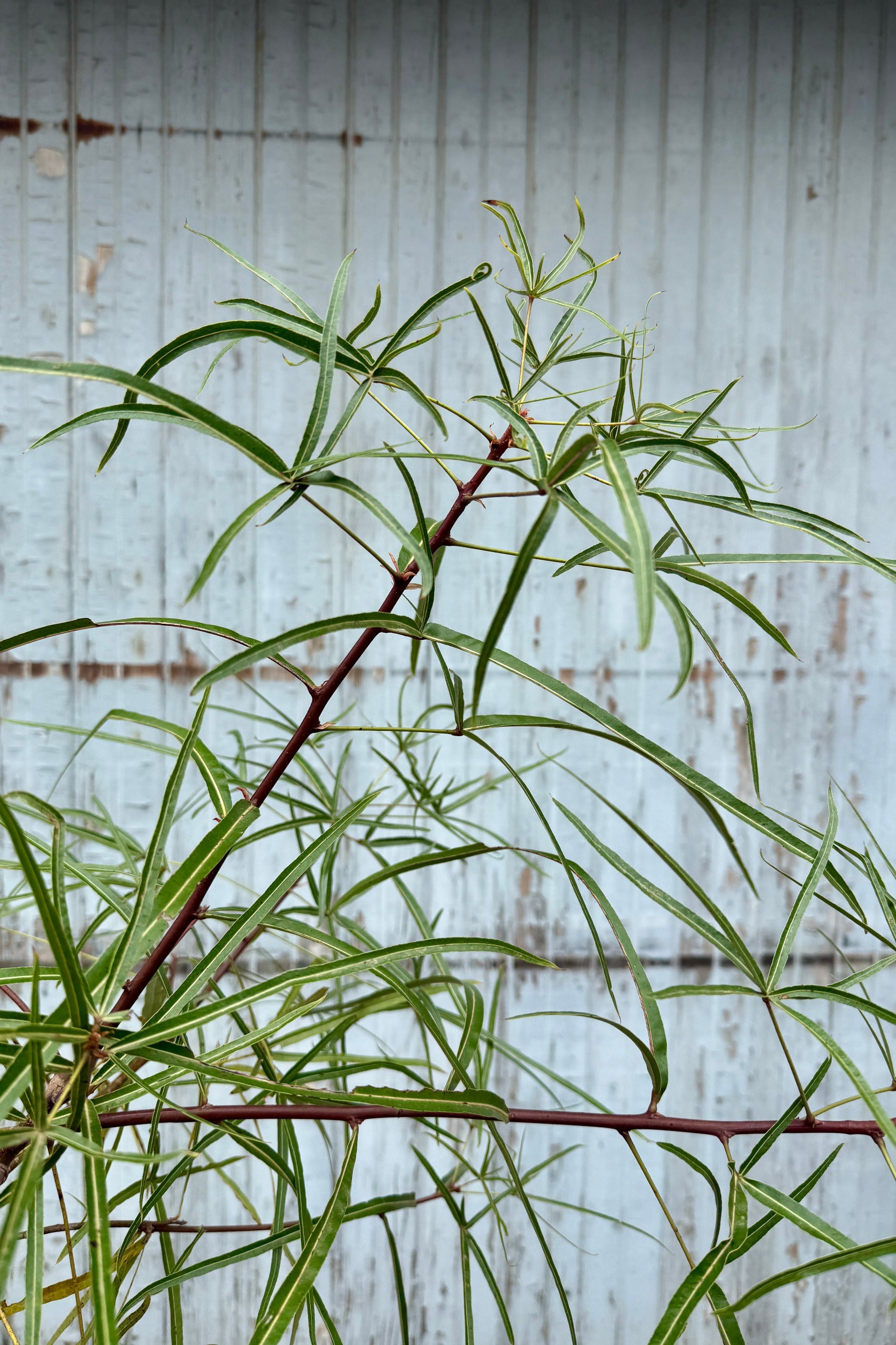 Brachychiton rupestris "Queensland Bottletree" leaves against a grey wood wall ©Sprout Home