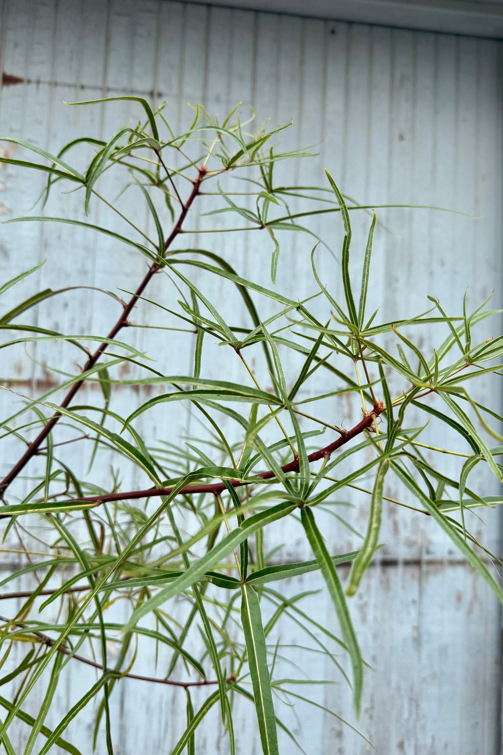 Brachychiton rupestris "Queensland Bottletree" leaves up close ©Sprout Home