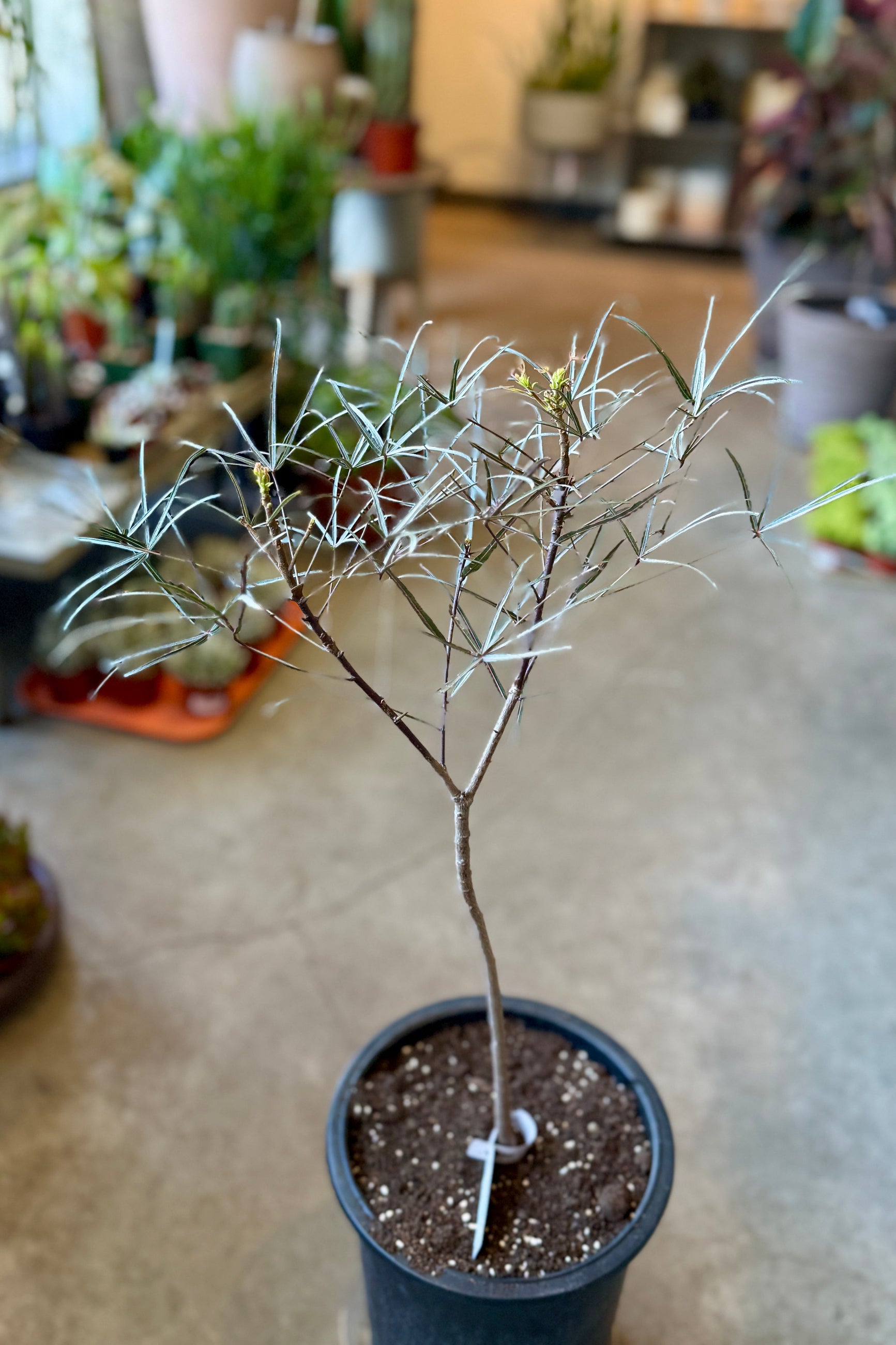 Brachychiton rupestris "Queensland Bottletree" in a #5 growers pot ©Sprout Home