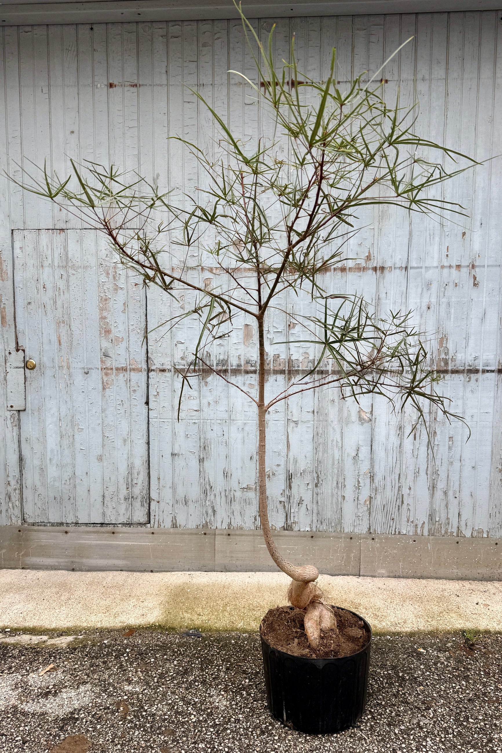 Brachychiton rupestris "Queensland Bottletree" #7 character against a blue grey fence ©Sprout Home