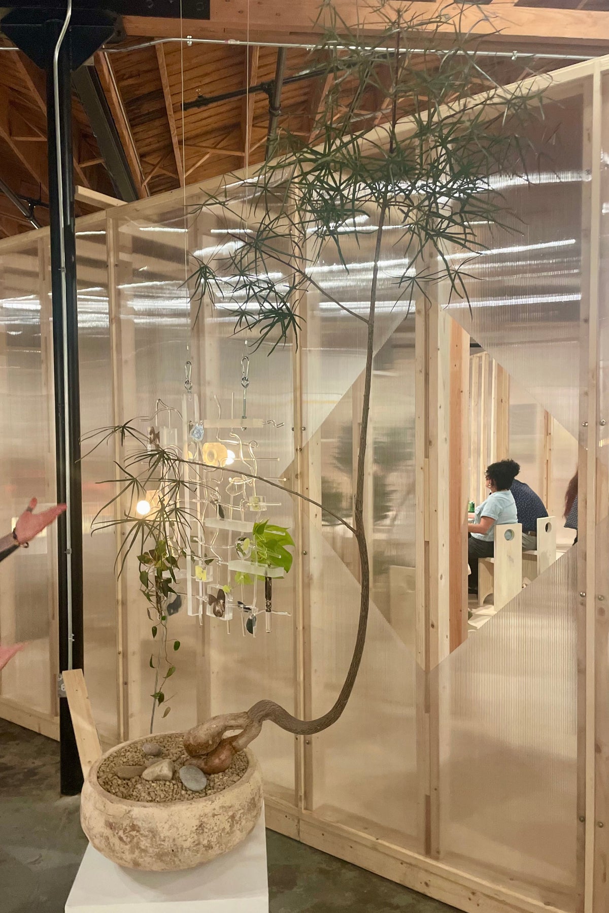 A Brachychiton Bottle Tree in a low clay bowl on a white pedestal in a gallery space. An Installation View of VERDE at Secrist Beach SATELLITE ©Sprout Home