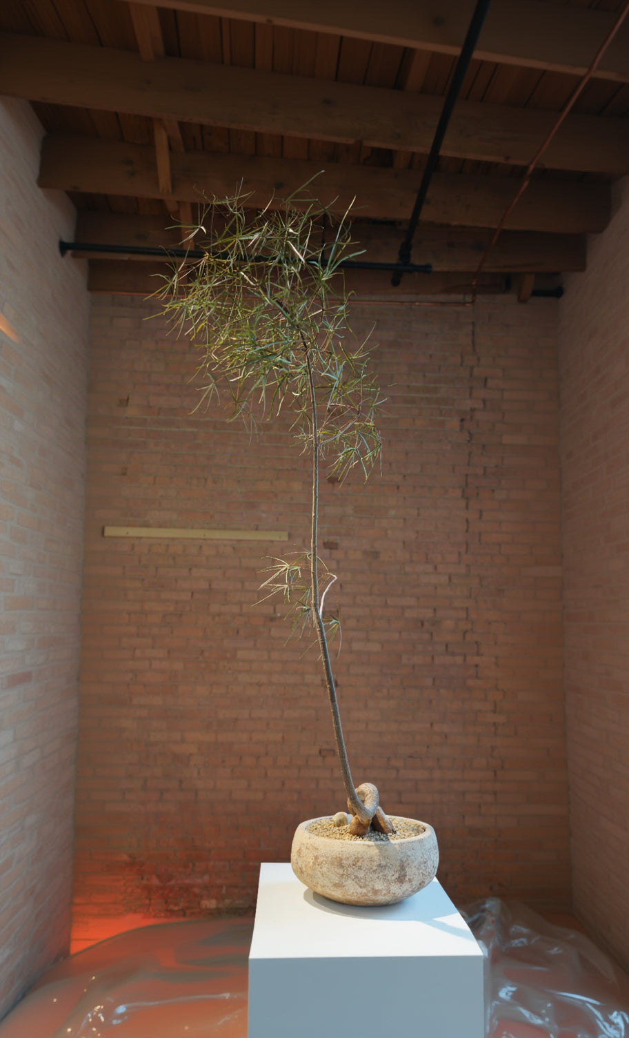 A shallow clay bowl with Brachychiton tree ©Installation view of VERDE at Secrist Beach SATELLITE
