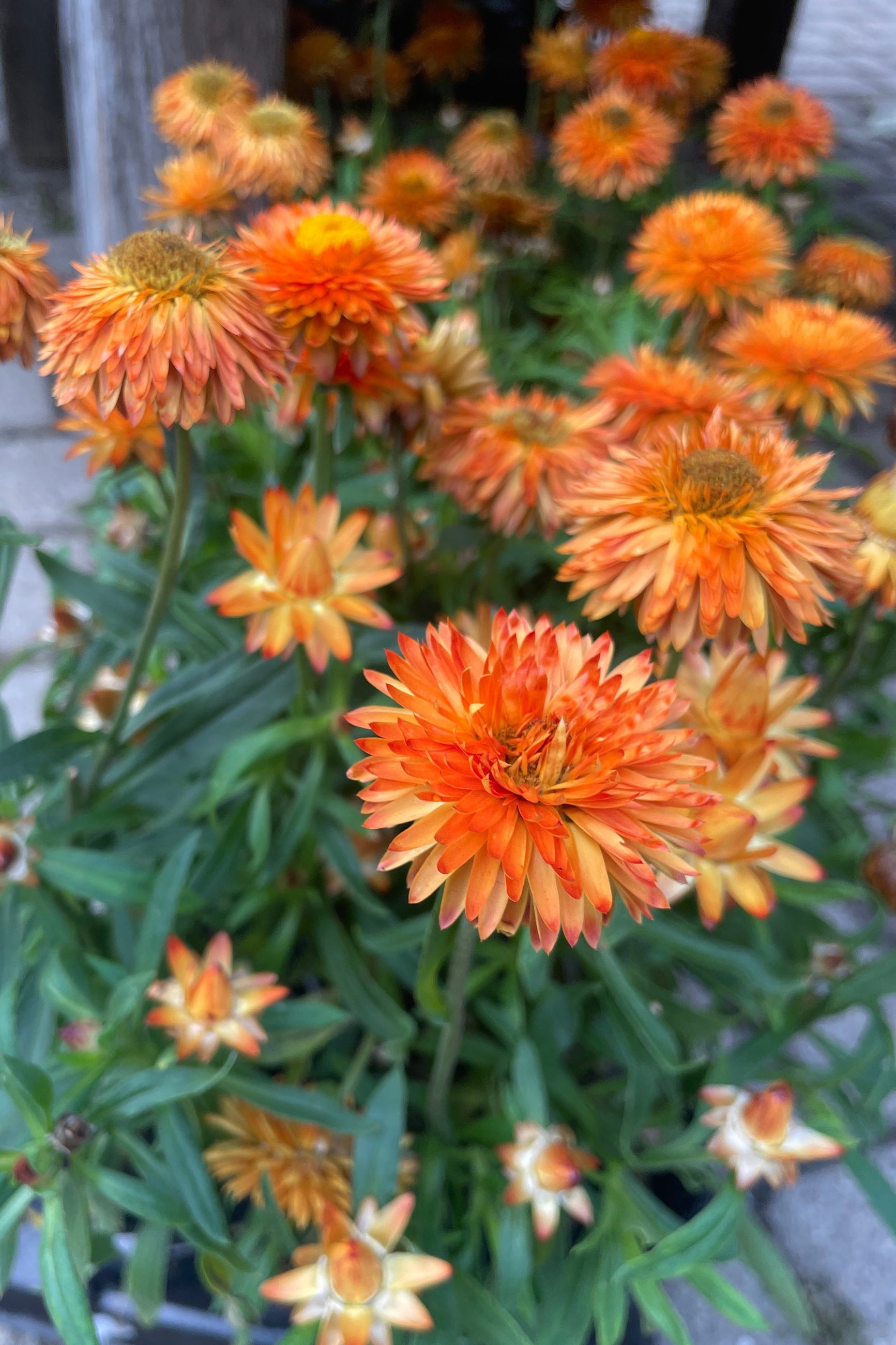 Bracteantha (assorted) 4.5