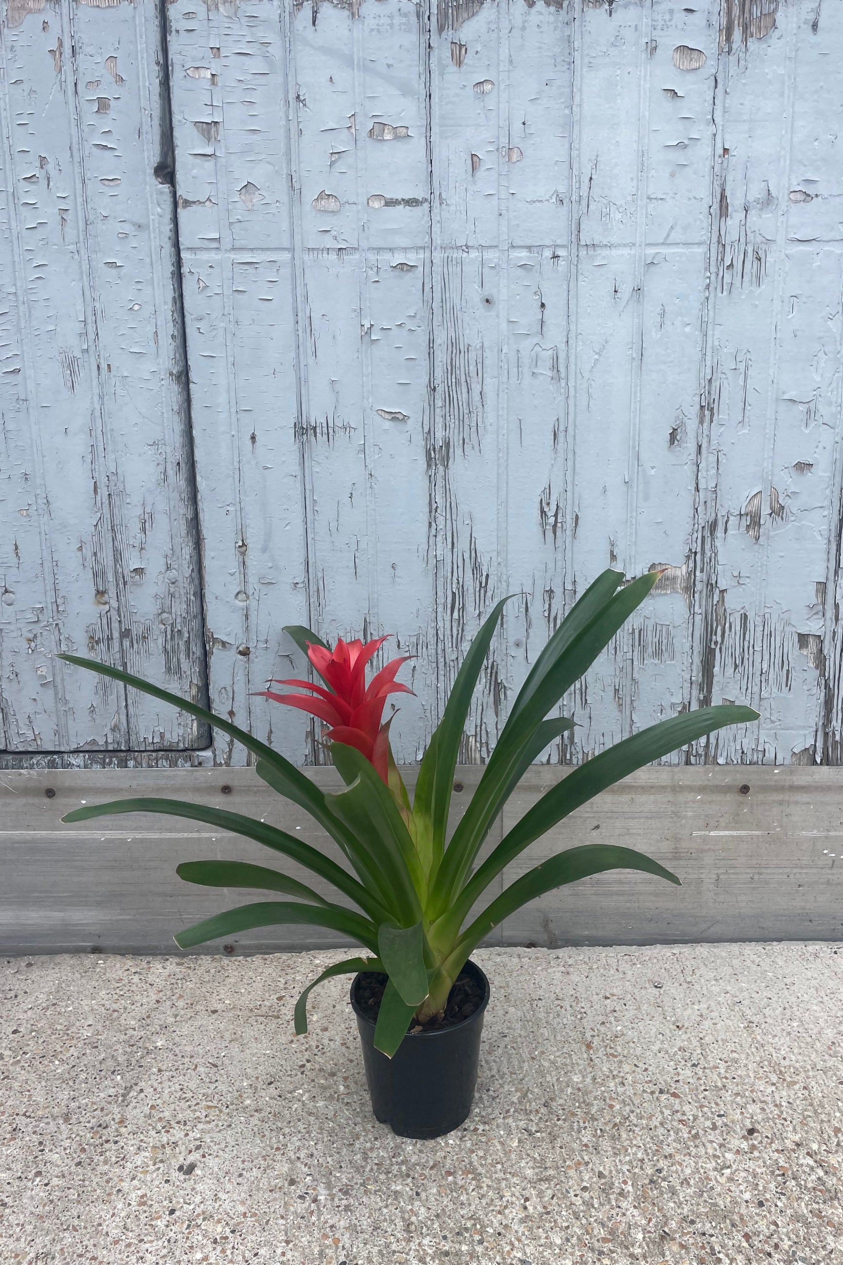 Photo of long green leaves with red flower of a Guzmania bromeliad plant at Sprout Home. Shown in front of a gray wall. ©Sprout Home