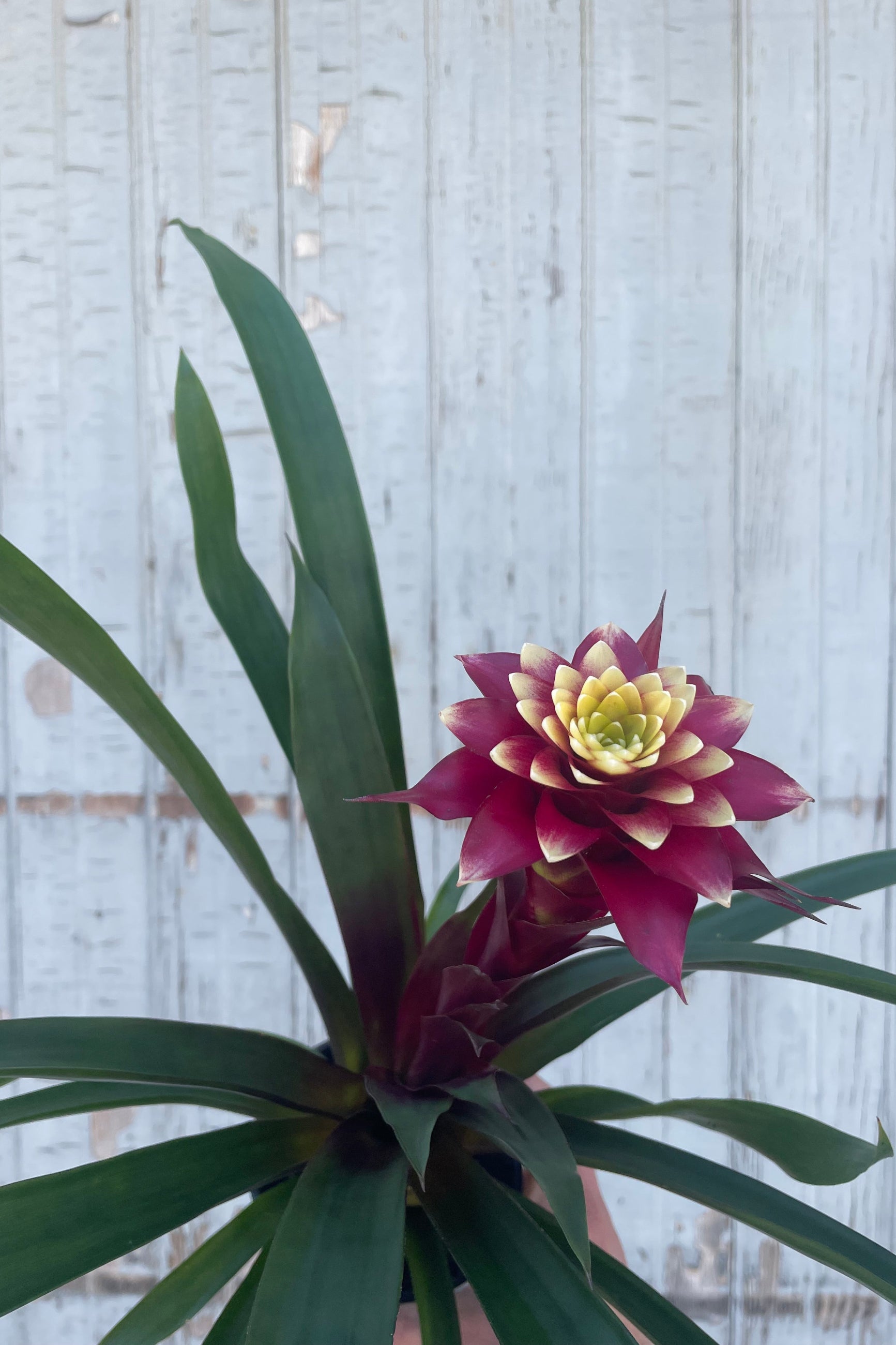 A plant with long narrow green leaves and a bright unique flower. This is a bromeliad in front of a gray wall. ©Sprout Home