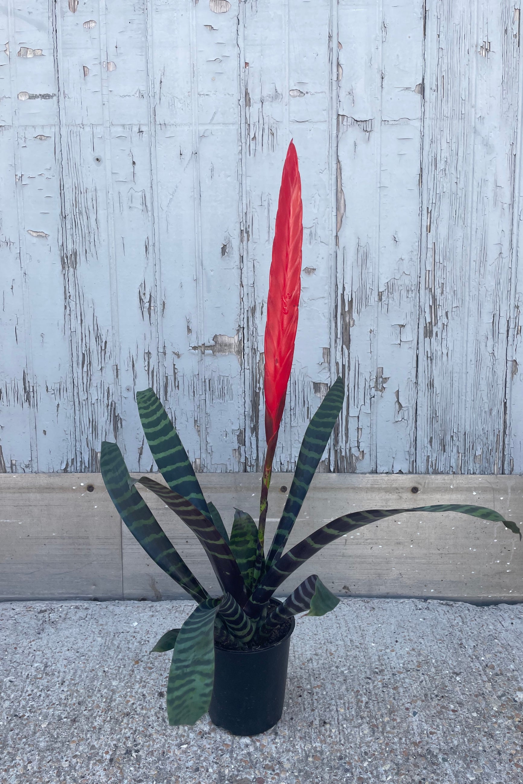 A plant with long narrow leaves of banded color with a vibrant red flower spike. The plant is a bromeliad in a black pot in front of a gray wall ©Sprout Home