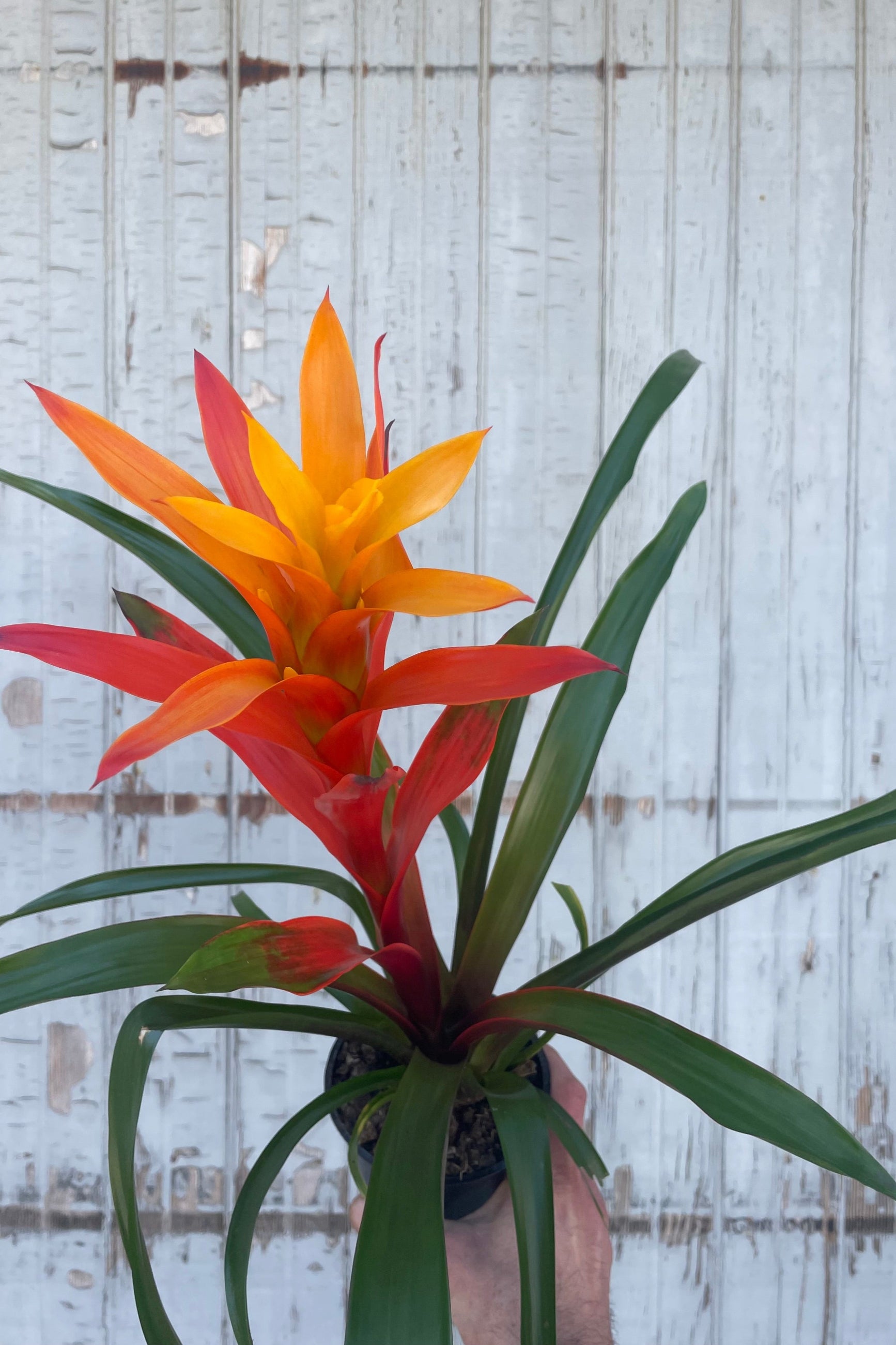 A plant with long narrow leaves of banded color with a vibrant red flower spike. The plant is a bromeliad in a black pot in front of a gray wall ©Sprout Home