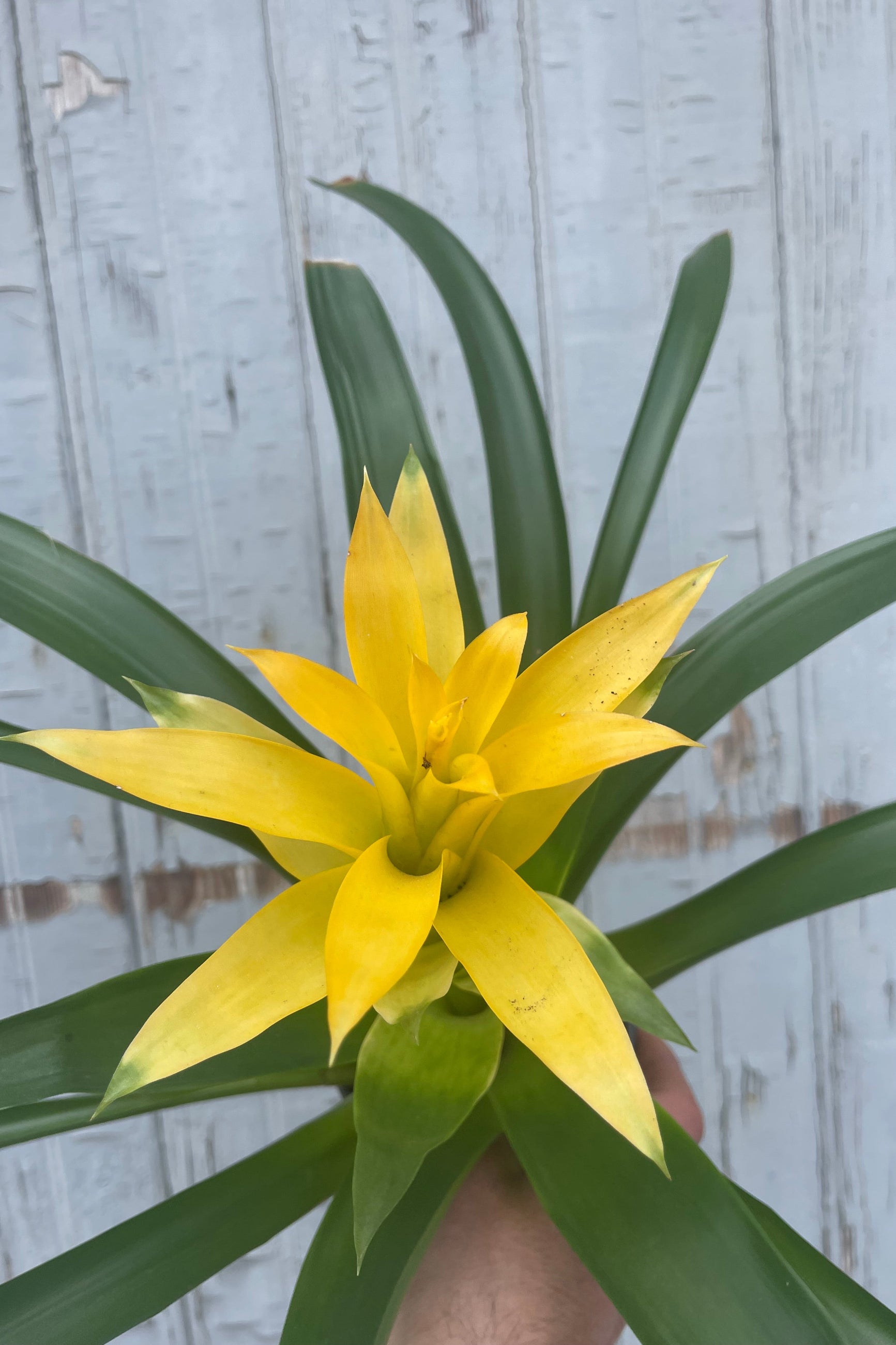 Photo of long green leaves with yellow flowers of Guzmania bromeliad plant. A hand holds the plant in front of a gray wall. ©Sprout Home