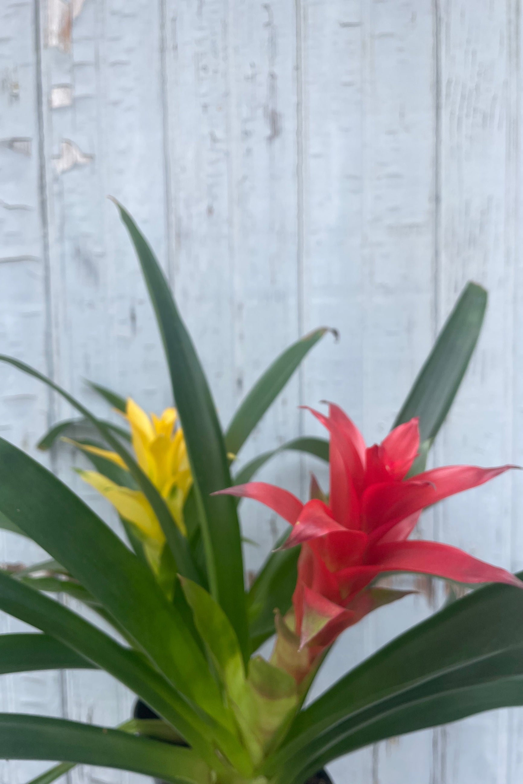 Photo of long green leaves with red and yellow flowers of Guzmania bromeliad plants at Sprout Home. ©Sprout Home
