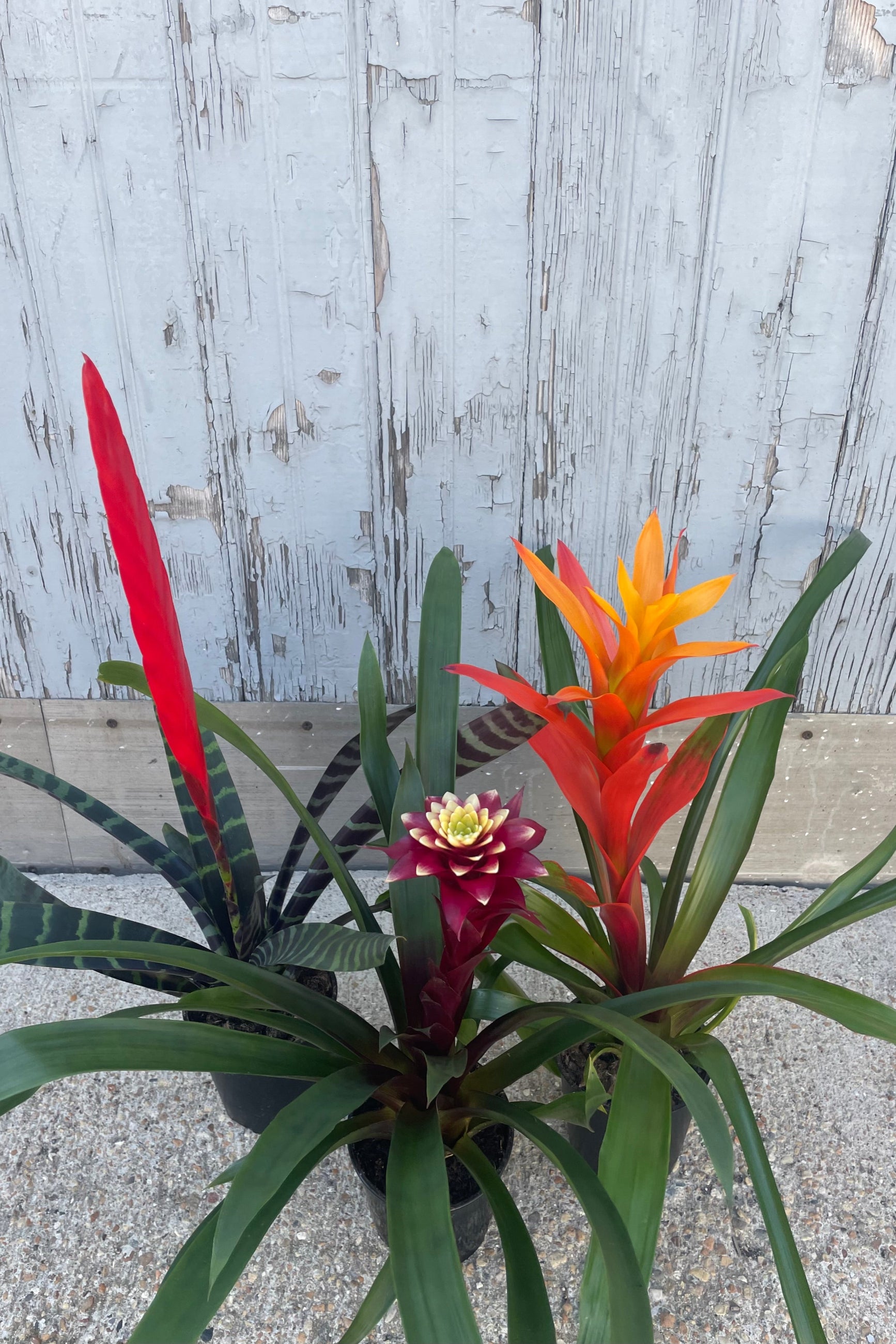 A trio of plants with long narrow leaves and colorful blooms in front of a gray wall. They are bromeliads ©Sprout Home