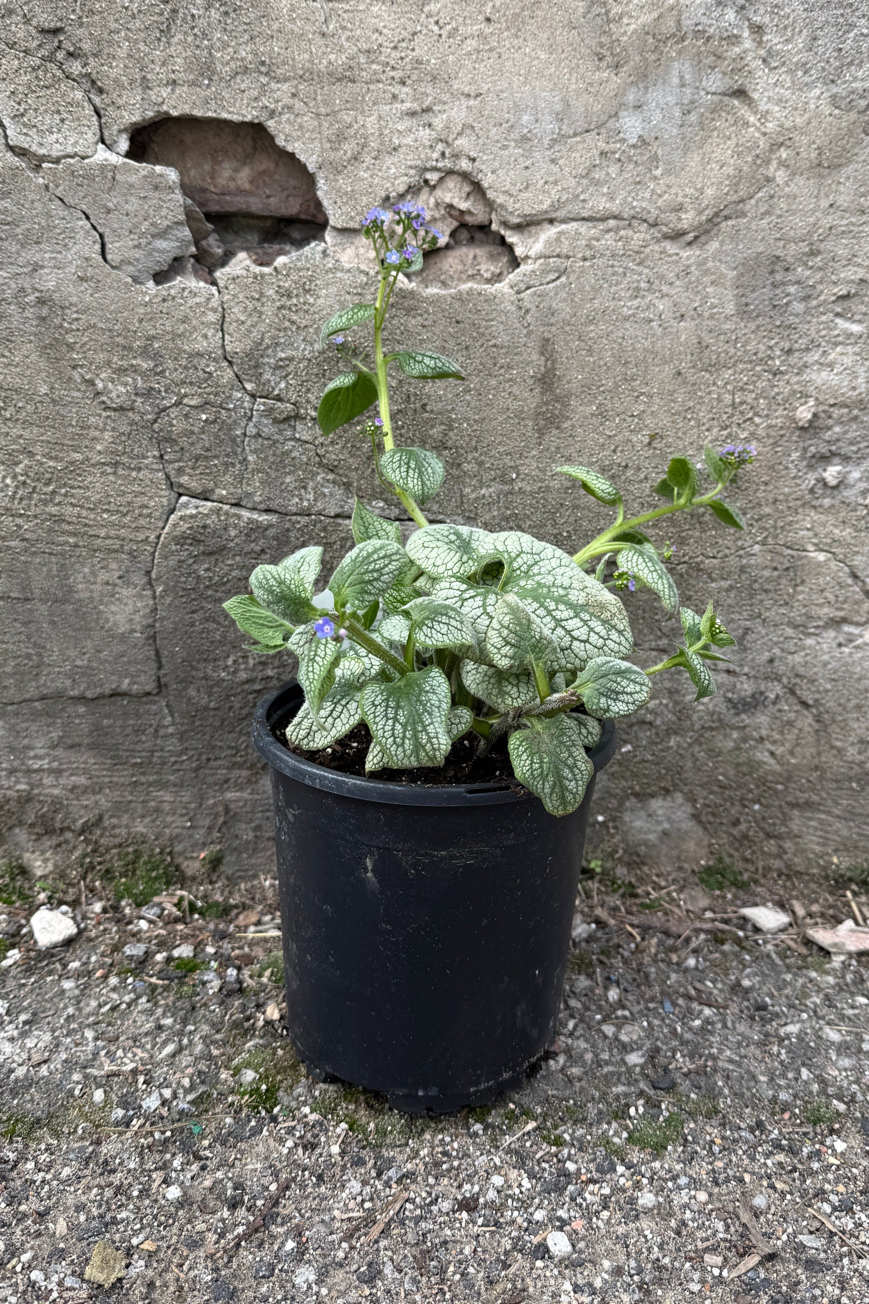 Brunnera 'Sea Heart' in a #1 growers pot the end of april ©Sprout Home.j