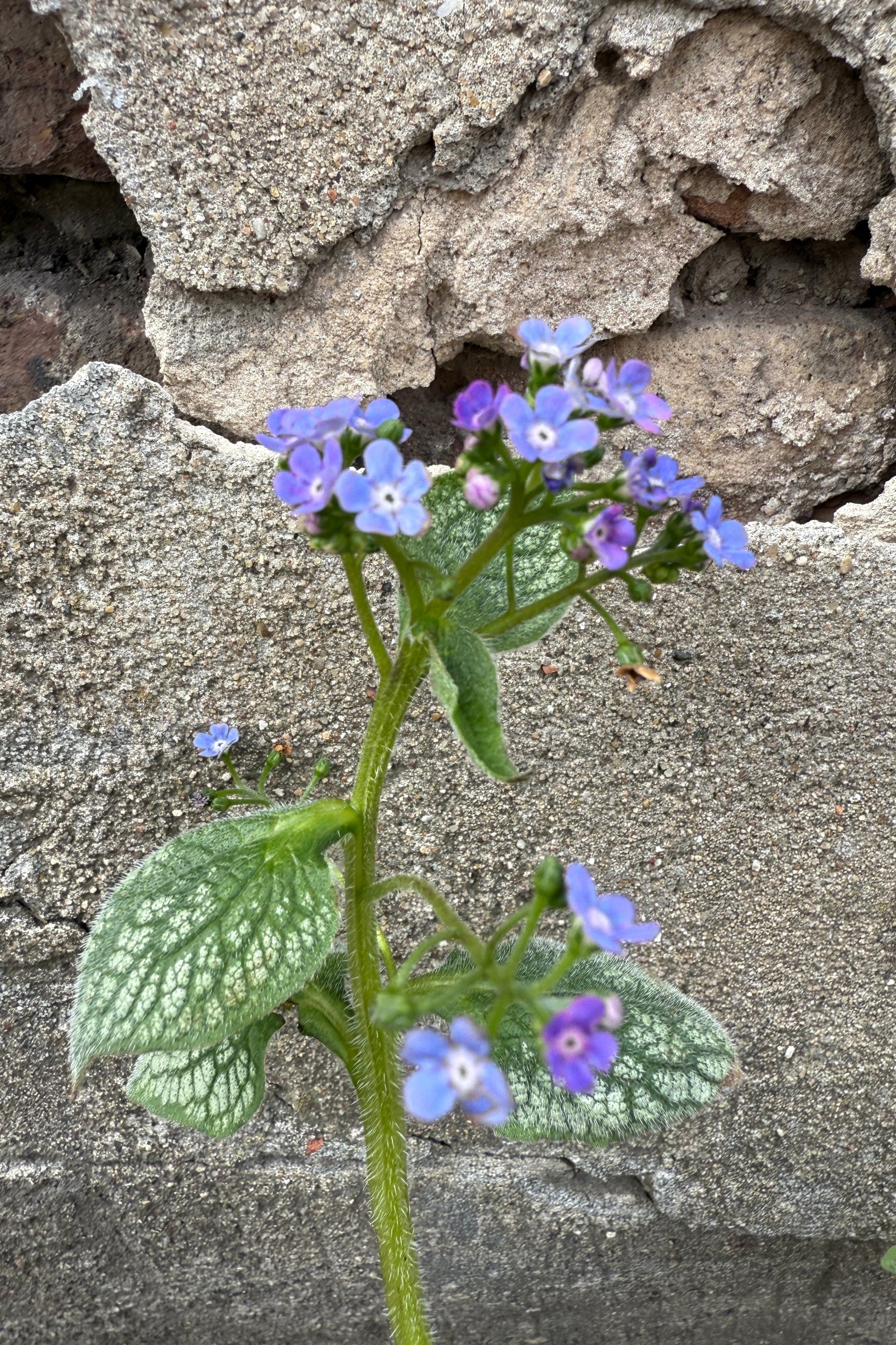 Brunnera 'Sea Heart' in a #1 growers pot the end of april ©Sprout Home.j