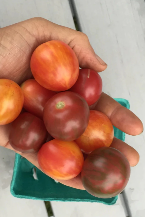 Various striped cherry tomatoes in hand by Hudson Valley Seed Company ©Hudson Valley Seed Co.