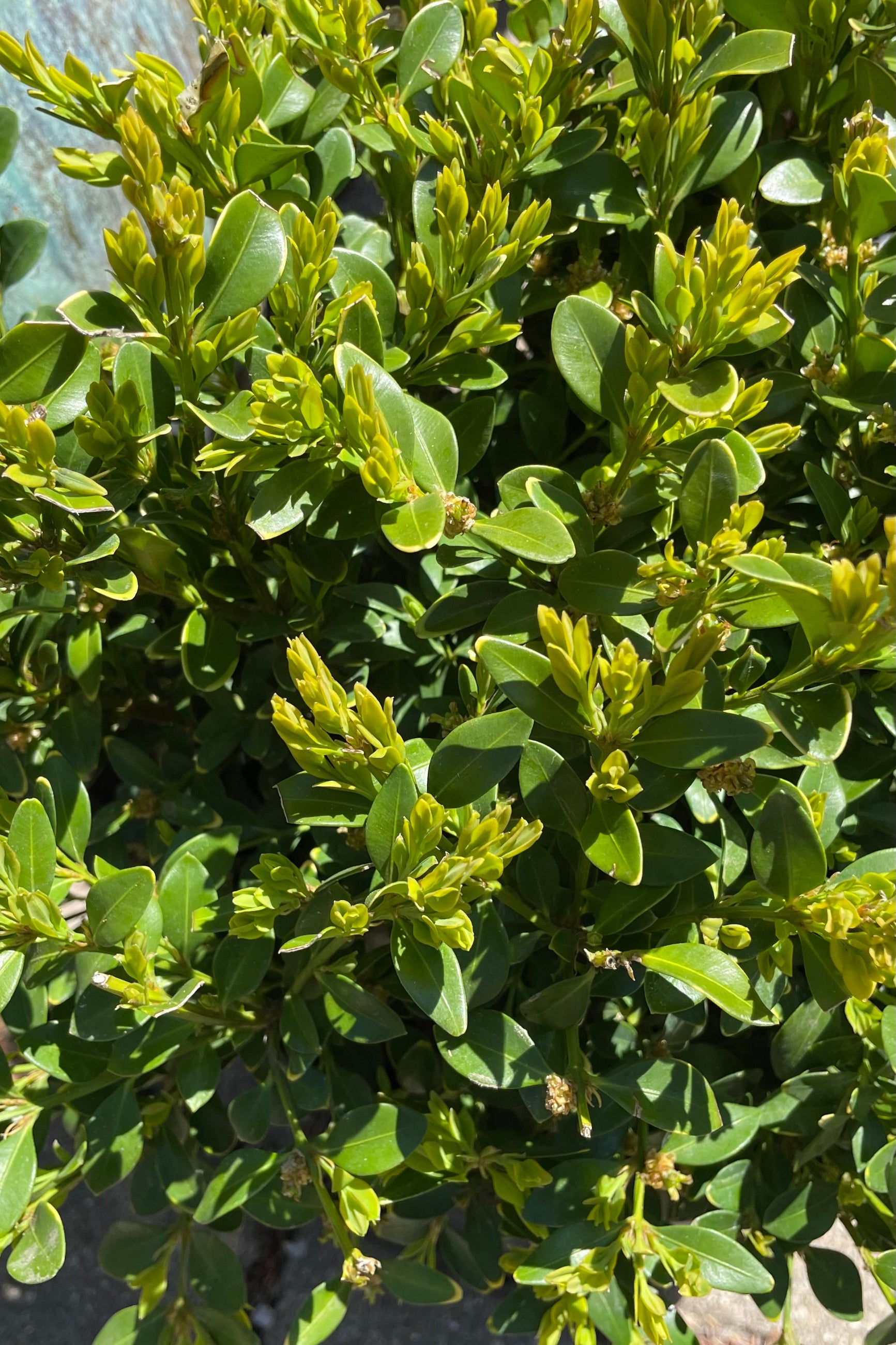 The glossy green ovate leaves of the Buxus 'Green Mountain' the beginning of May ©Sprout Home