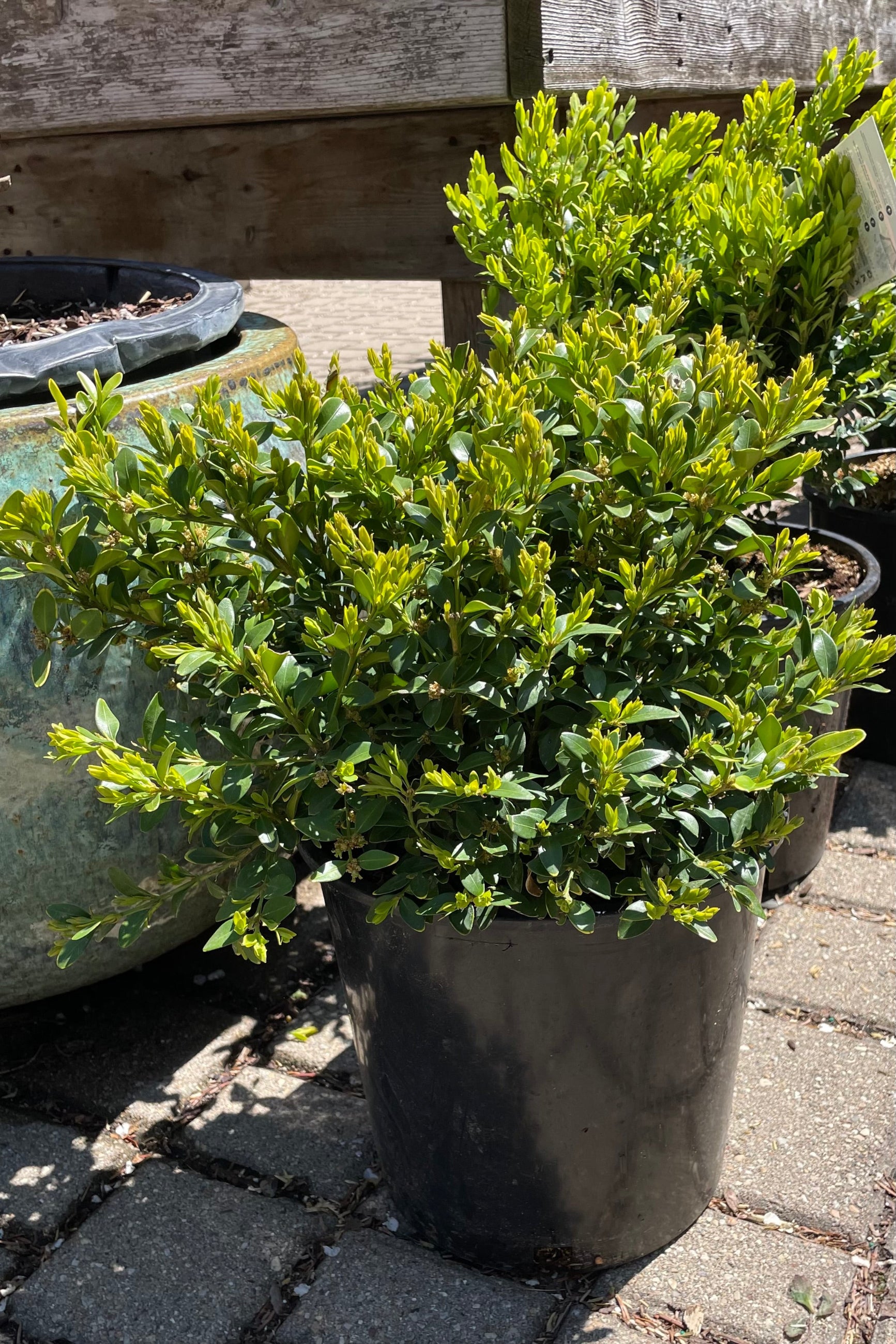 Buxus 'Green Mountain' in a #2 growers pot the beginning of May showing the thick green ovate leaves. ©Sprout Home