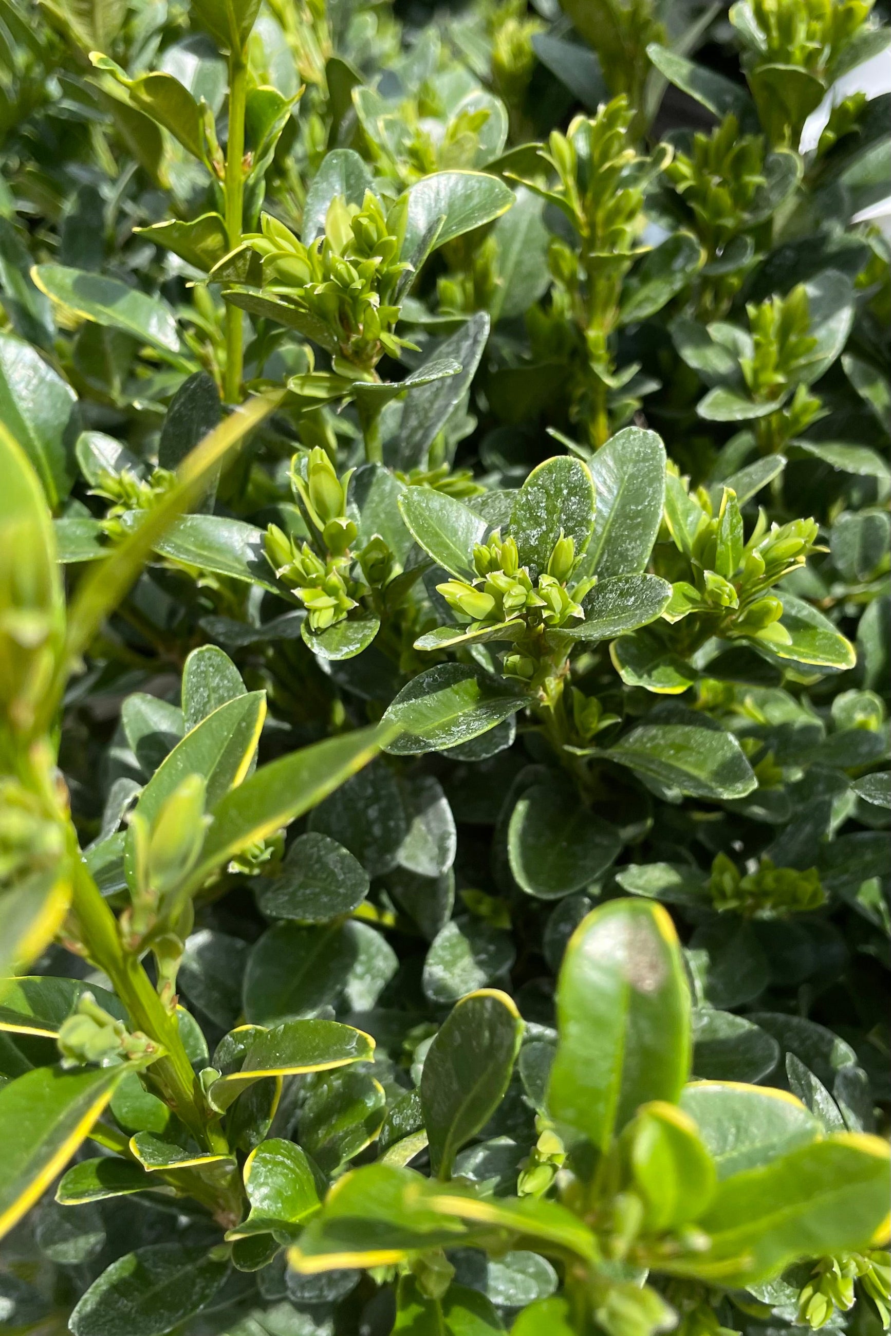 Up close picture of the evergreen ovate leaves and buds on the Buxus 'Green Velvet' the end of April at Sprout Home. ©Sprout Home