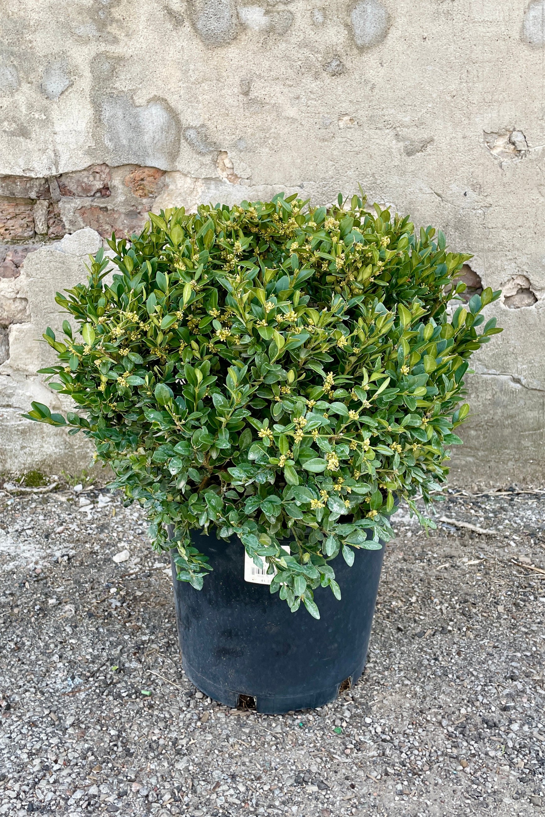 Buxus 'Green Velvet' boxwood in a #5 growers pot the end of March in front of a concrete wall. ©Sprout Home