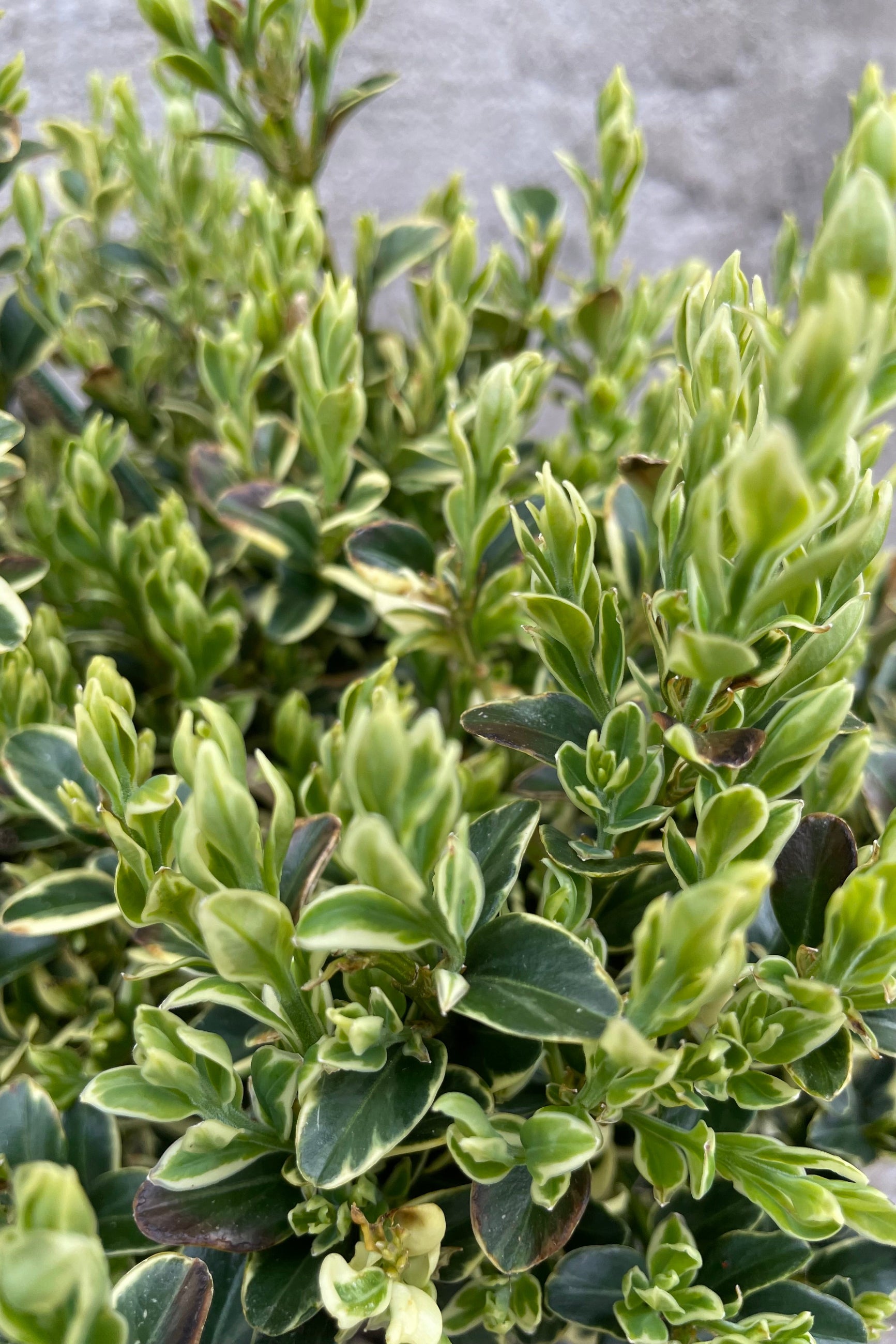 Buxus 'Variegata' up close showing the green and lighter cream ribbed ovate thick leaves the beginning of May. ©Sprout Home