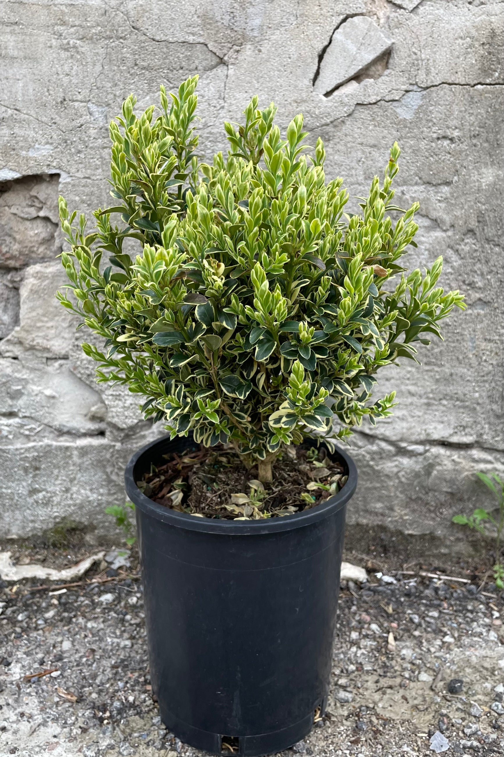 Buxus 'Variegata' in a #1 growers pot the beginning of May showing off its green with cream edged ovate leaves. ©Sprout Home