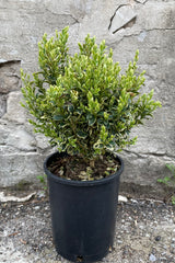 Buxus 'Variegata' in a #1 growers pot the beginning of May showing off its green with cream edged ovate leaves. 