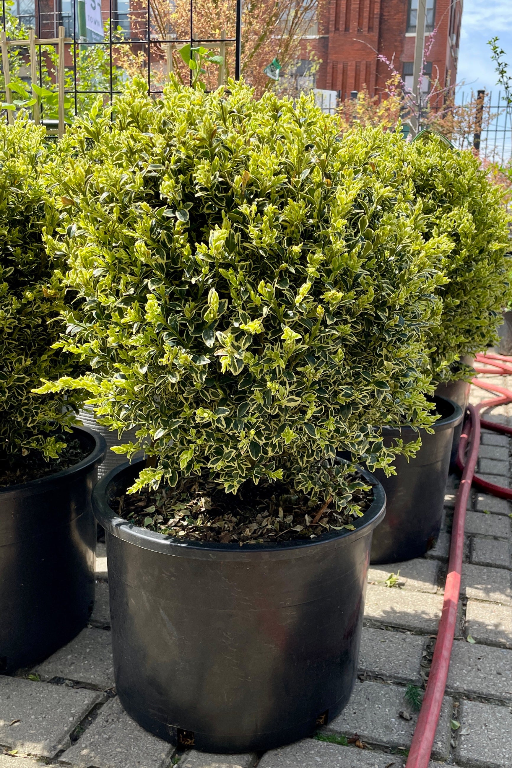Buxus sempervirens 'Variegata' in a #6 growers pot mid April in the Sprout Home yard. ©Sprout Home