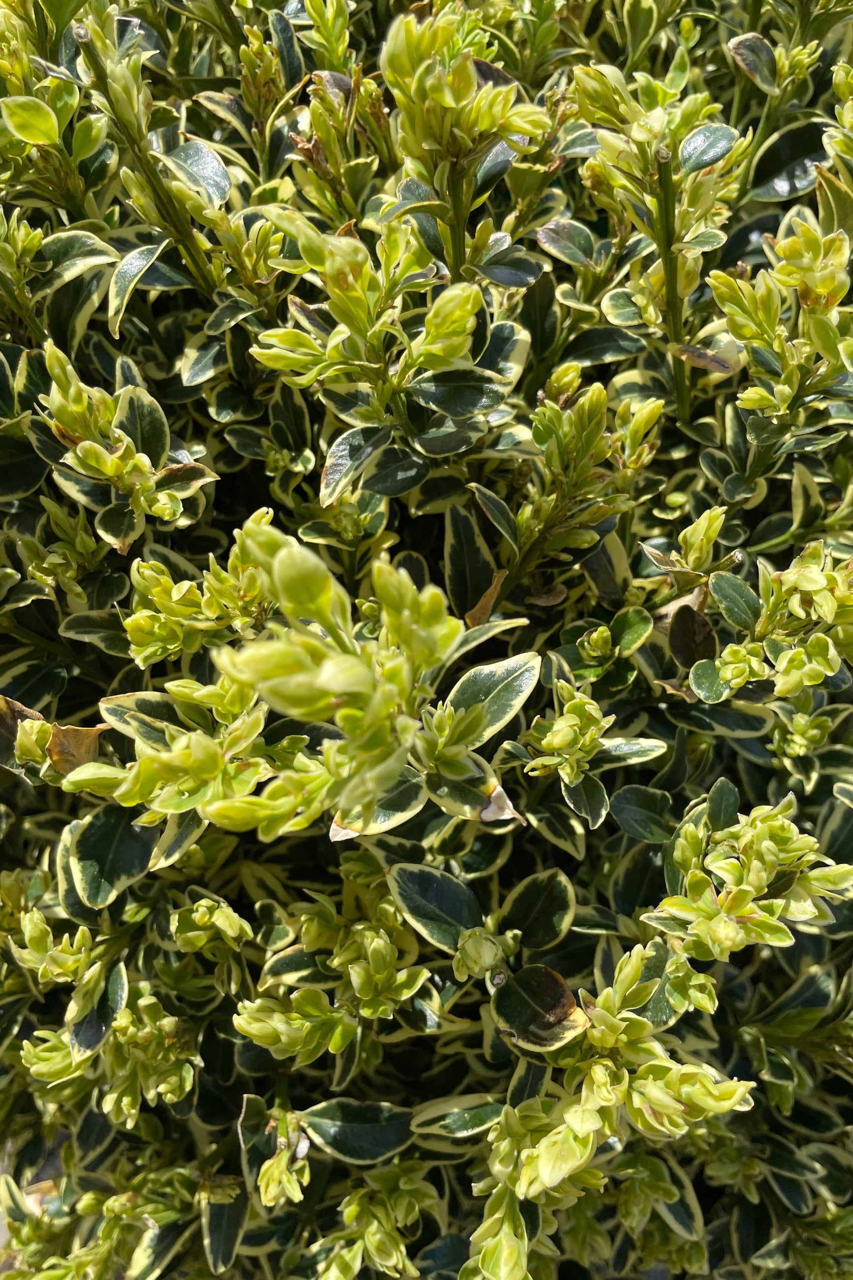 detail of the variegated white and green ovate leaves of the Buxus 'Variegate' in mid April. ©Sprout Home