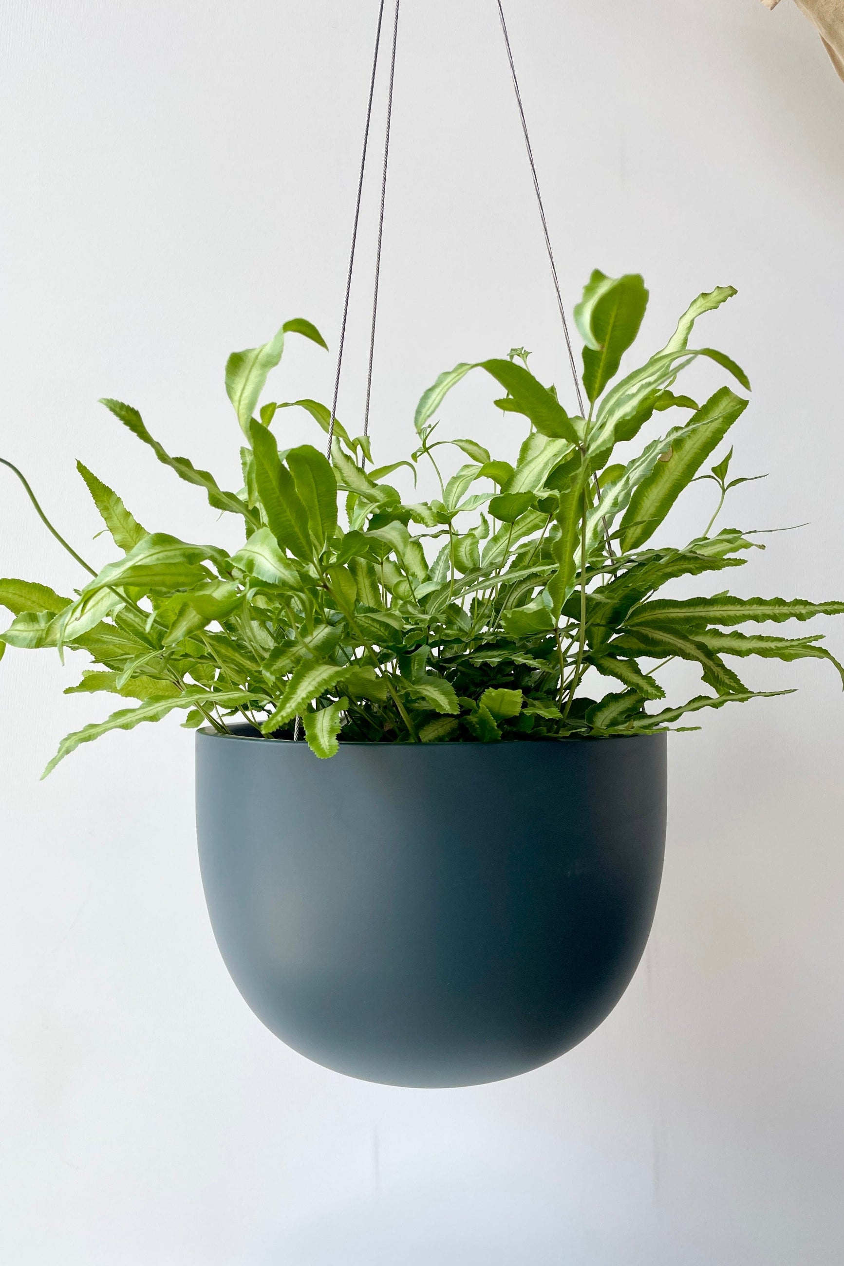 Clifton Matte Deep blue hanging pot with a fern inside against a white wall ©Sprout Home