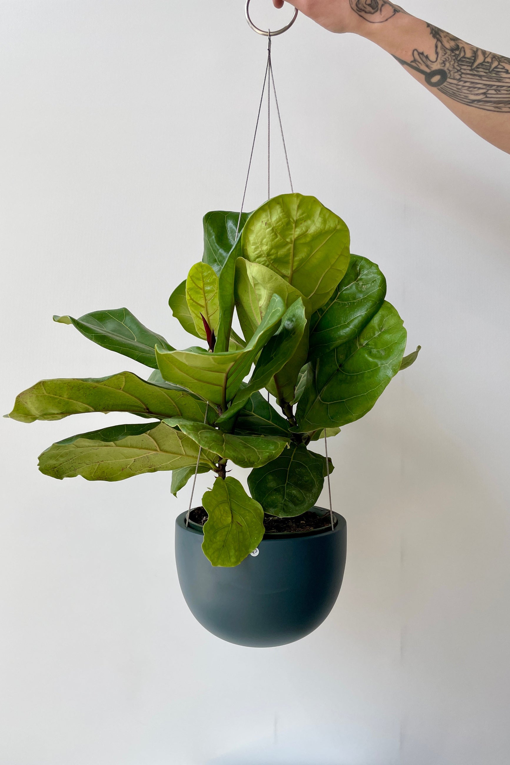 Clifton matte deep blue hanging pot with a fiddle leaf ficus inside ©Sprout Home