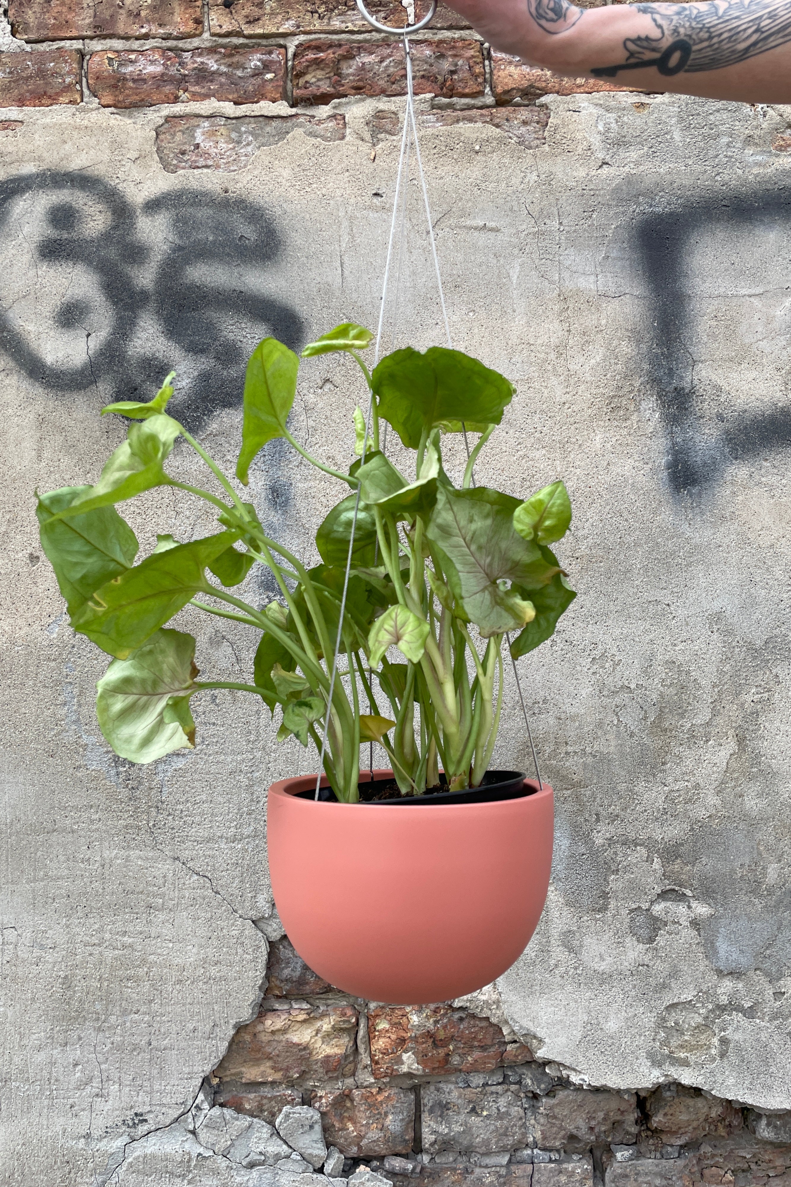 Clifton matte dusty pink hanging pot with a plant in it being held against a concrete wall.
