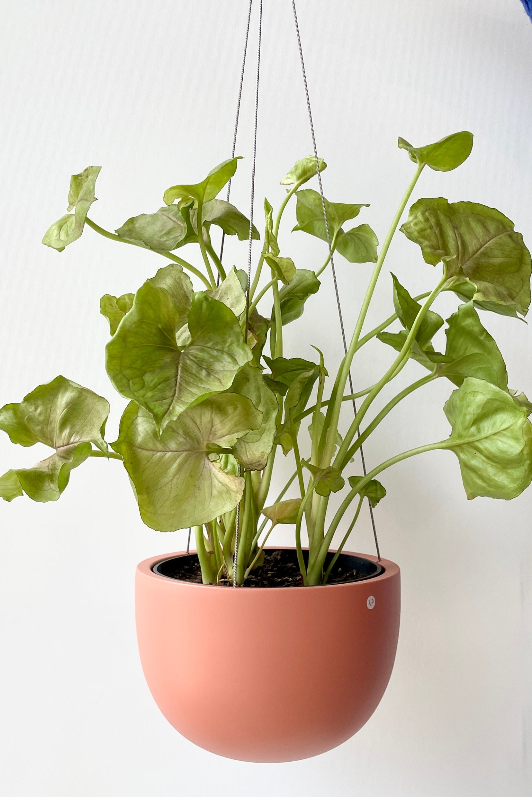 The small dusty pink hanging Clifton pot with a plant in it ©Sprout Home
