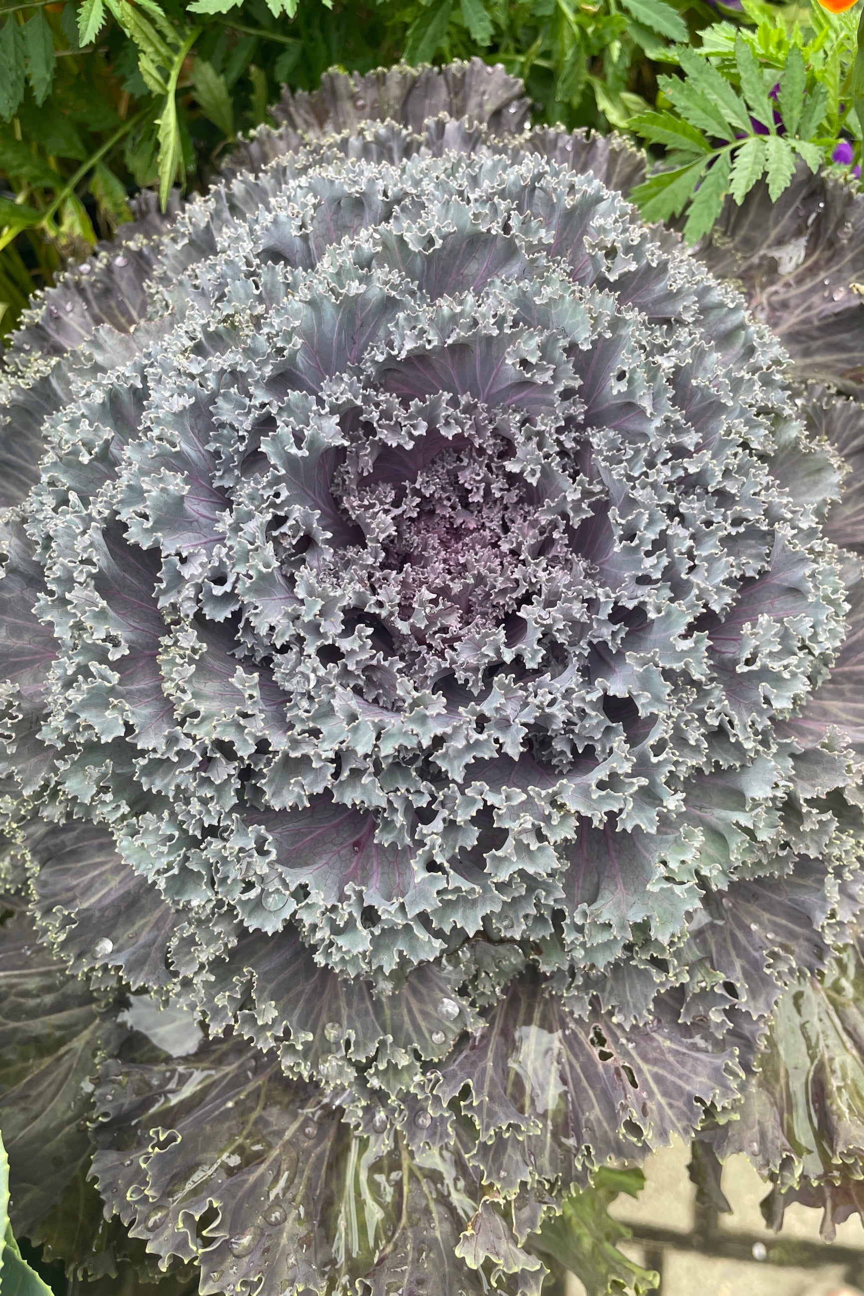 Kale 'Nagoya Red' viewed from above the end of August at Sprout Home. ©Sprout Home ©Sprout Home
