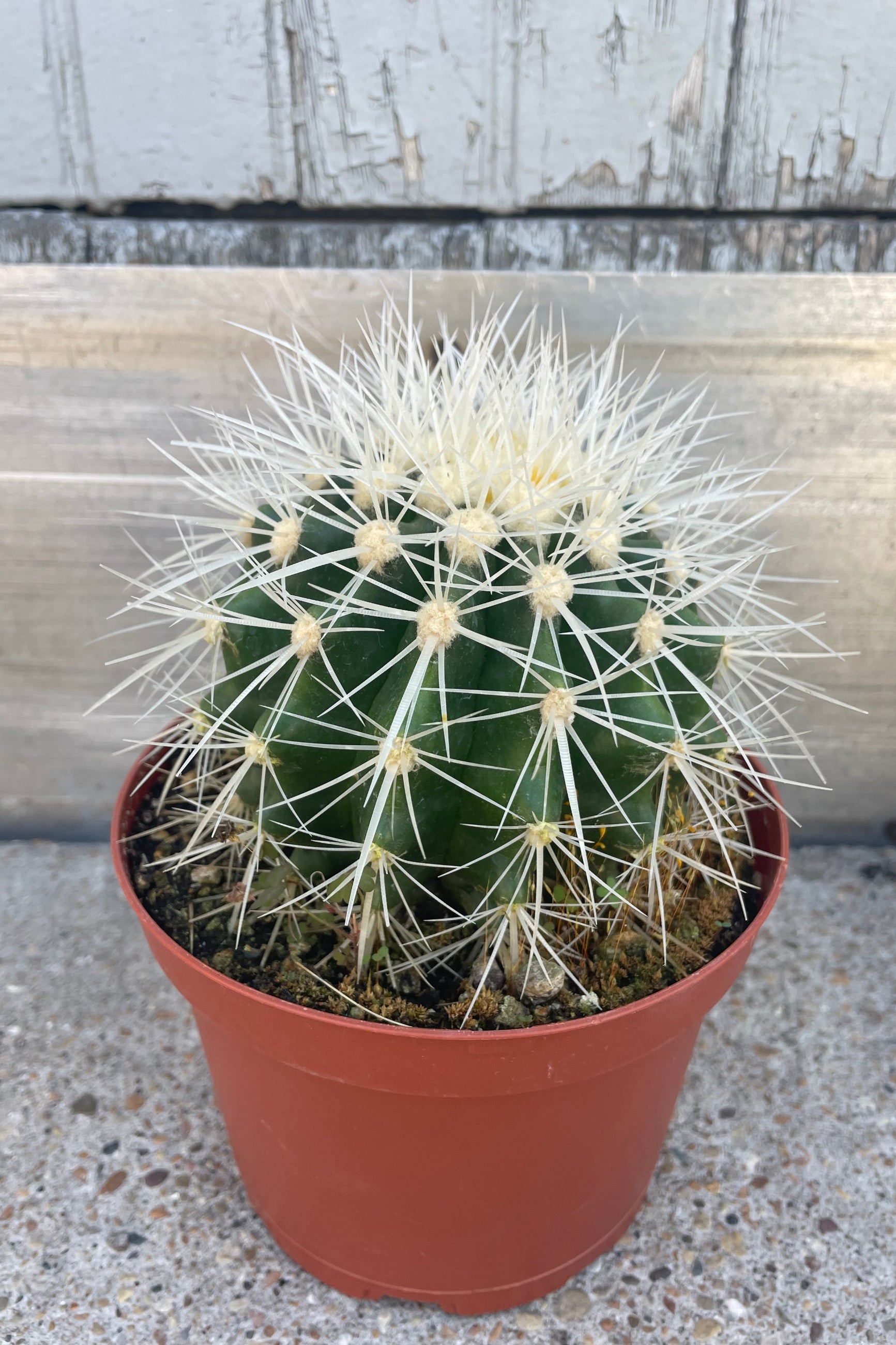 Photo of a cactus in an orange pot shown in front of a gray wall. ©Sprout Home