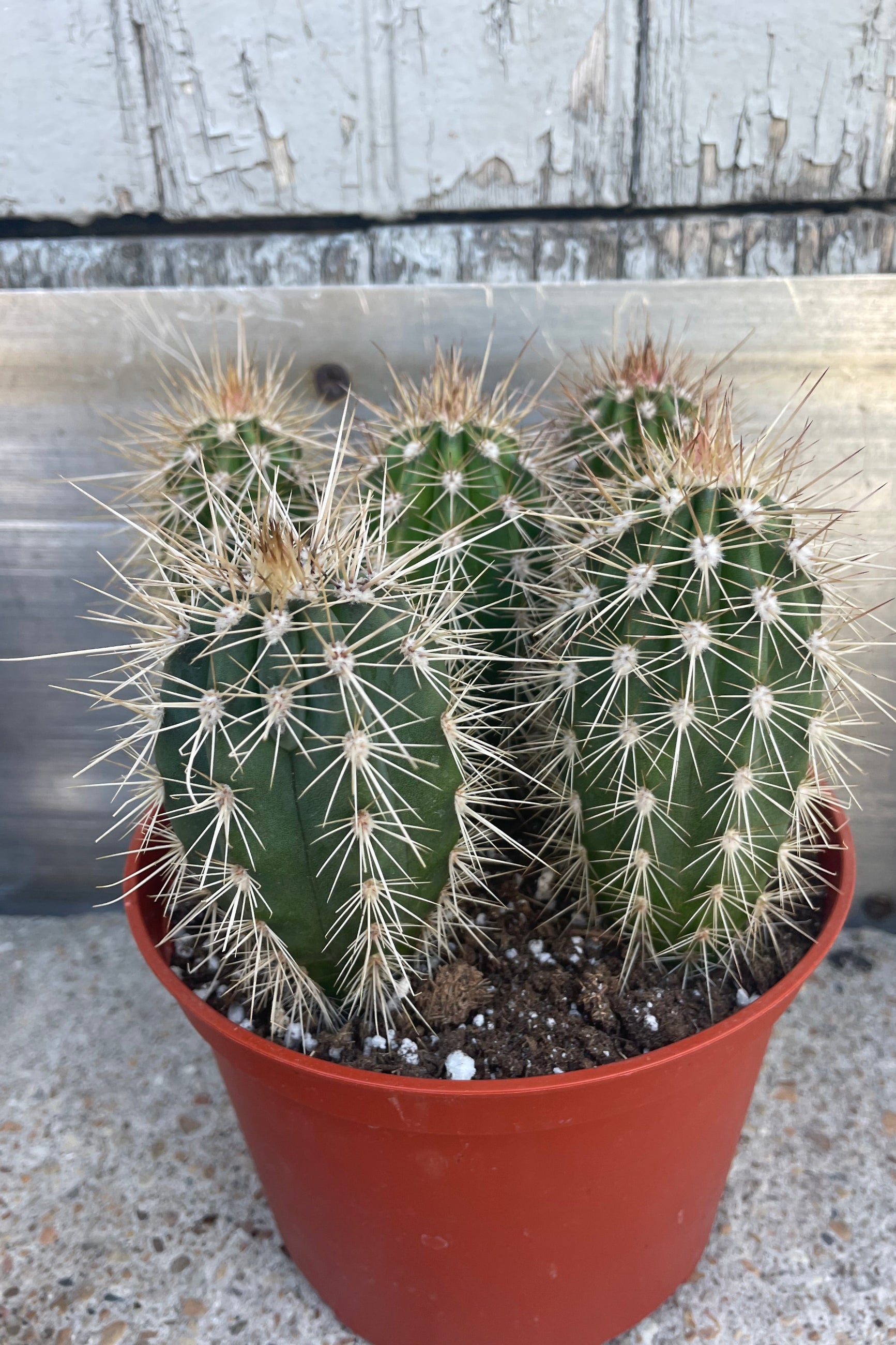 Photo of a cactus in an orange pot shown in front of a gray wall. ©Sprout Home