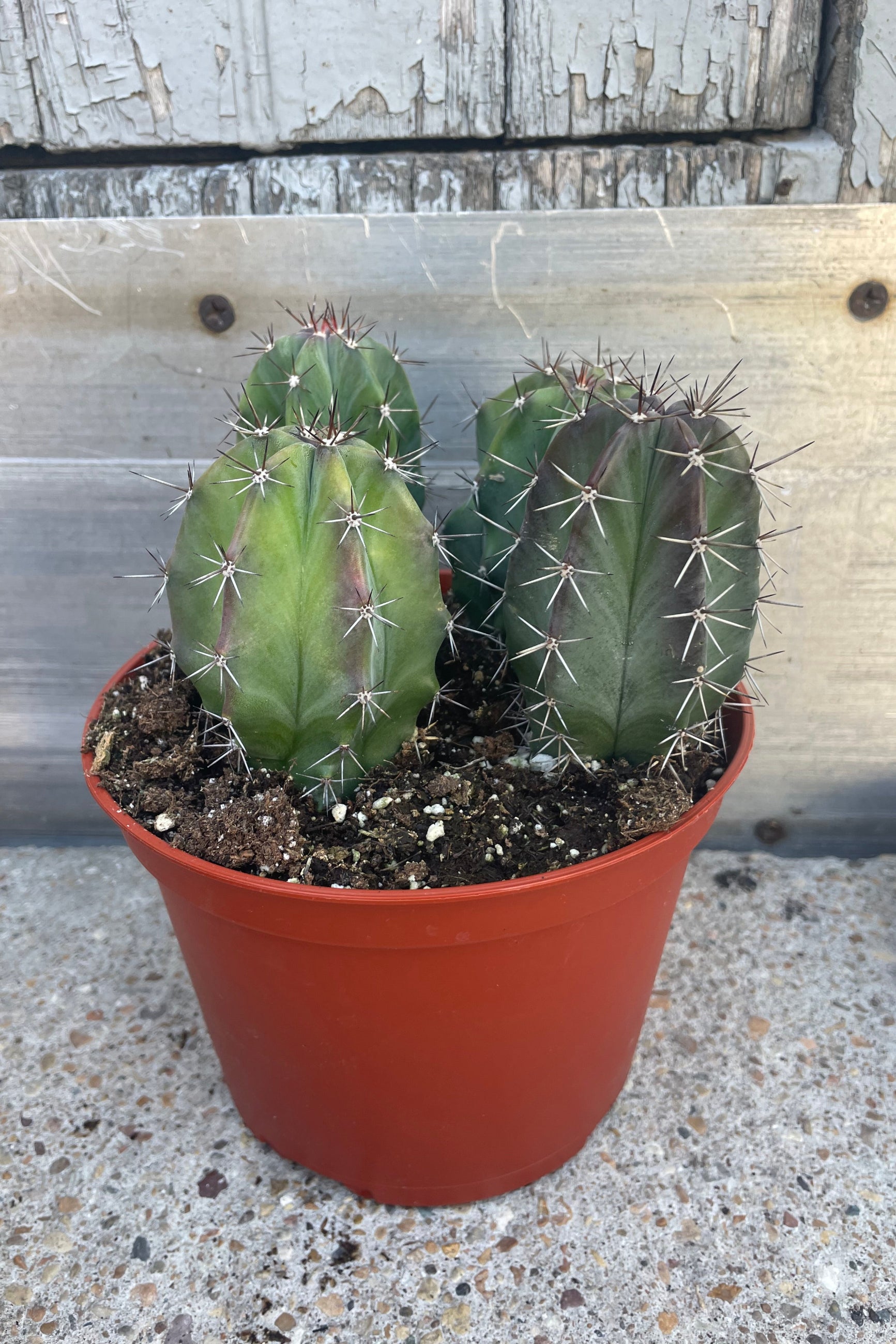 Photo of a cactus in an orange pot shown in front of a gray wall. ©Sprout Home