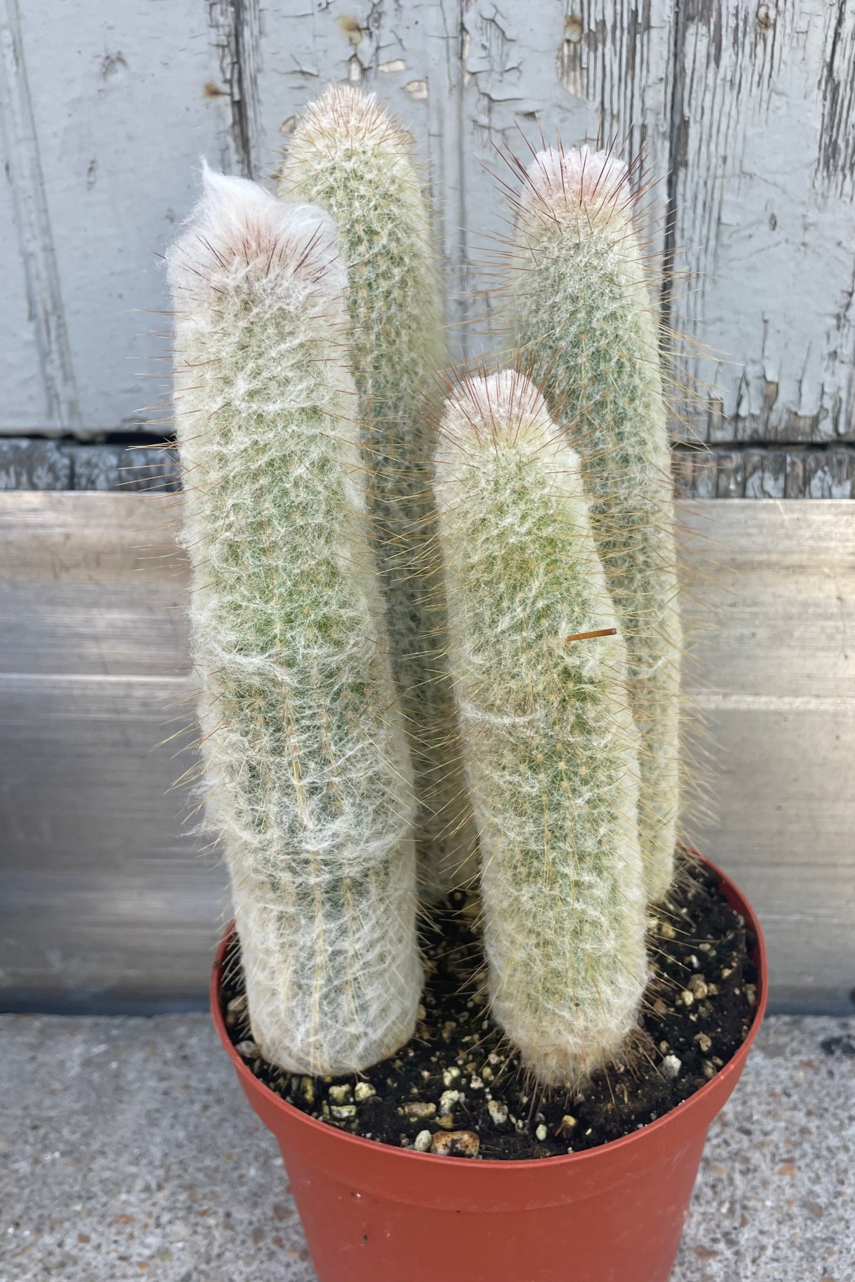 Photo of a cactus in an orange pot shown in front of a gray wall. ©Sprout Home