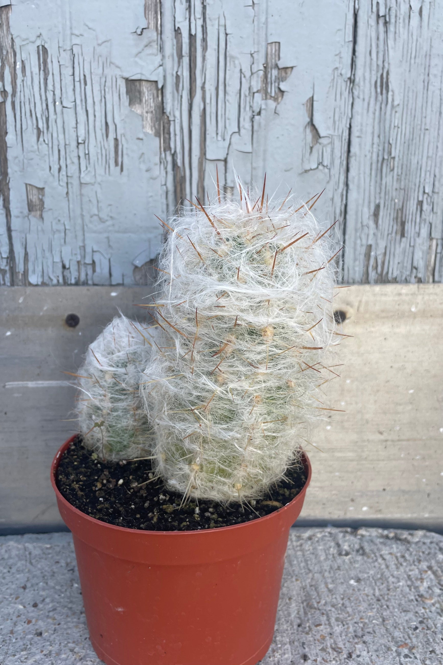 Photo of a cactus in an orange pot shown in front of a gray wall. ©Sprout Home