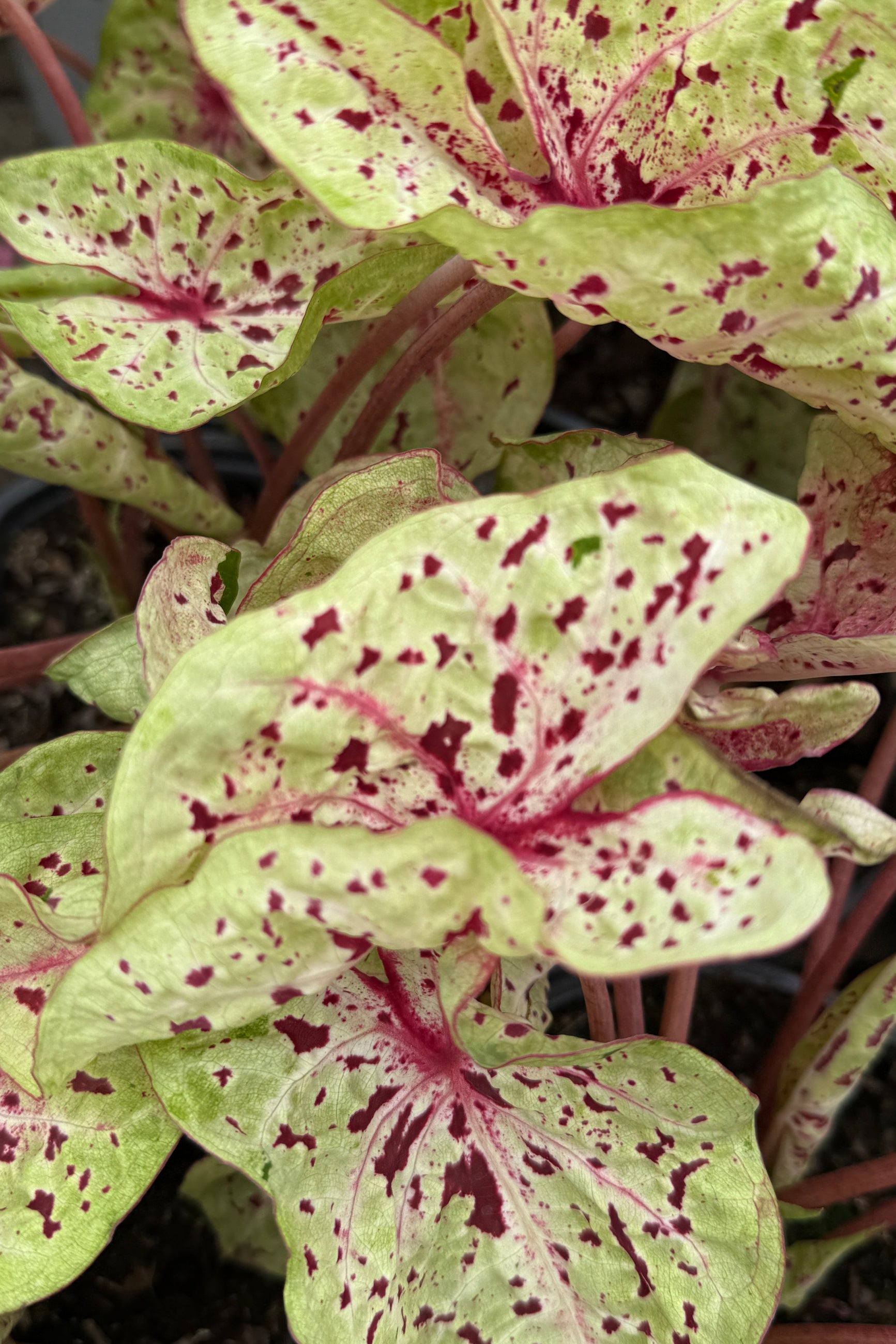 light green with spotted red and burgundy leaves Caladium closeup of the leaves the beginning of May ©Sprout Home